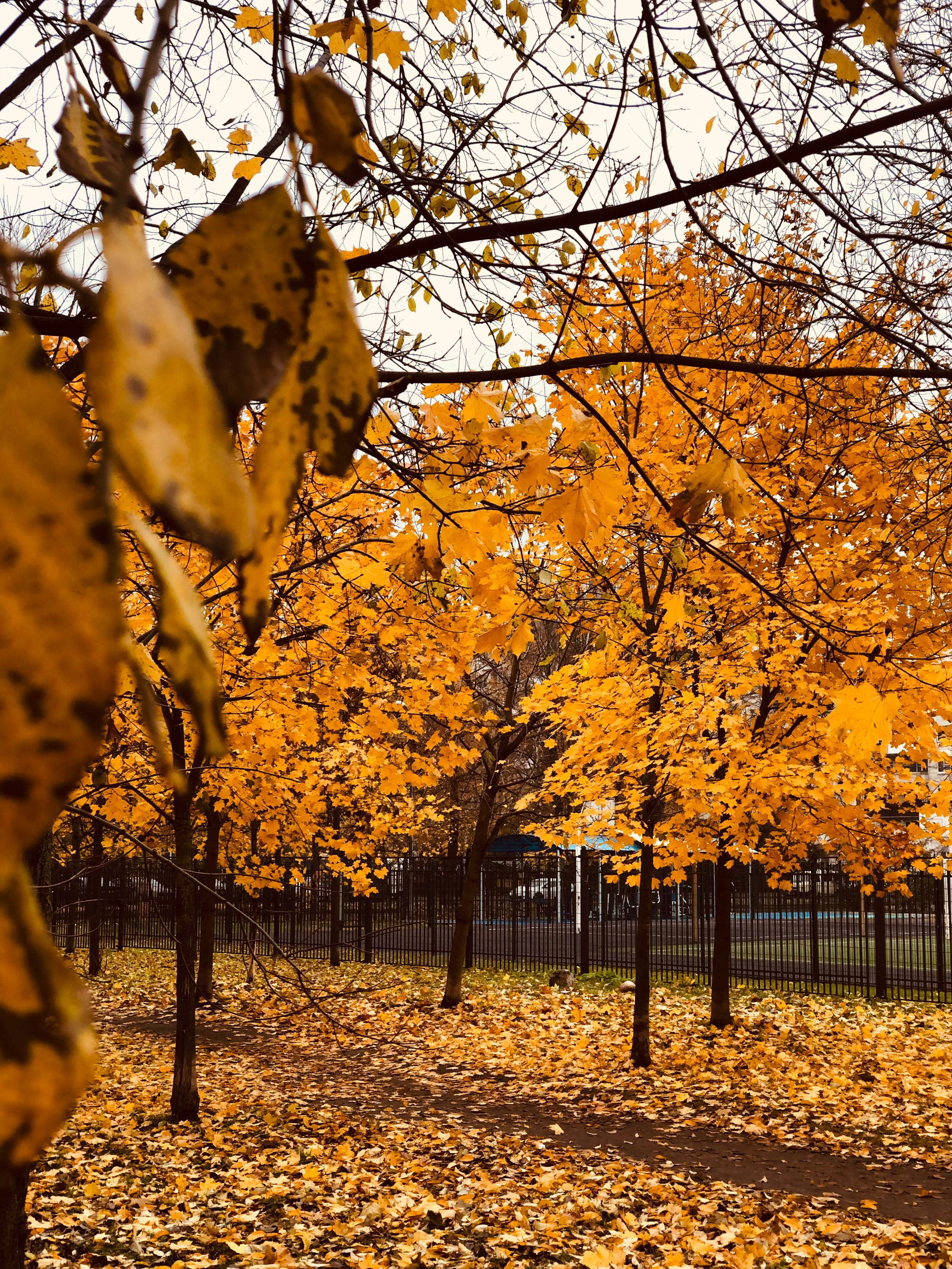 Ноябрь. Семейный, Свадебный фотограф СПБ Питер— Романова Екатерина