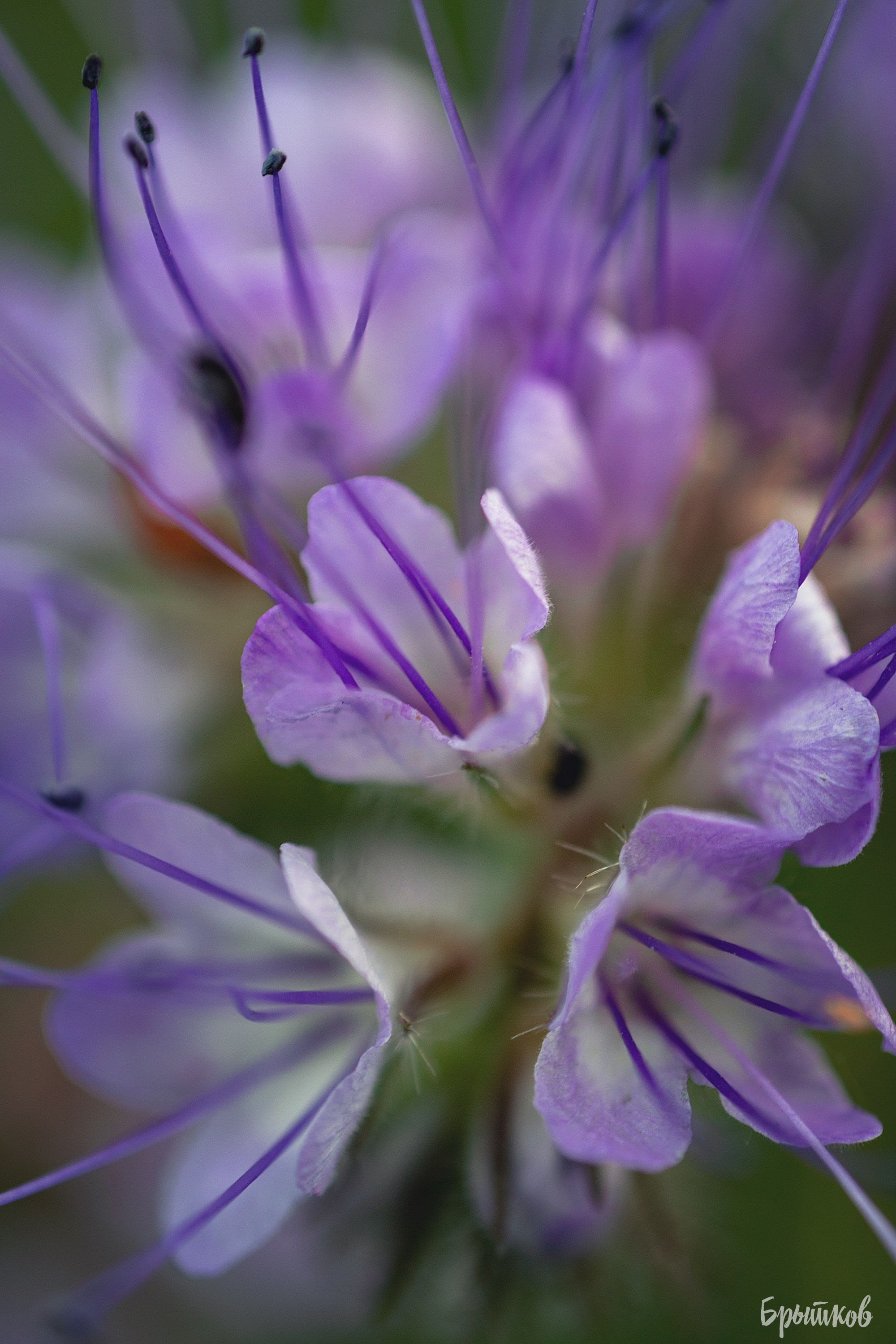 Фацелия. Николай Брытков — фотограф в Туле