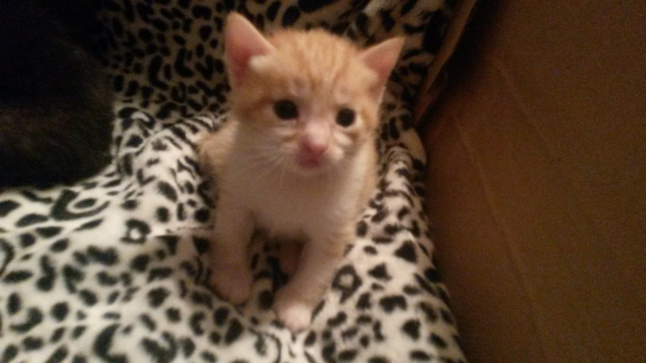 Сентябрь (Школа, Котята у Нюши). Семейный, Свадебный фотограф СПБ Питер— Романова Екатерина