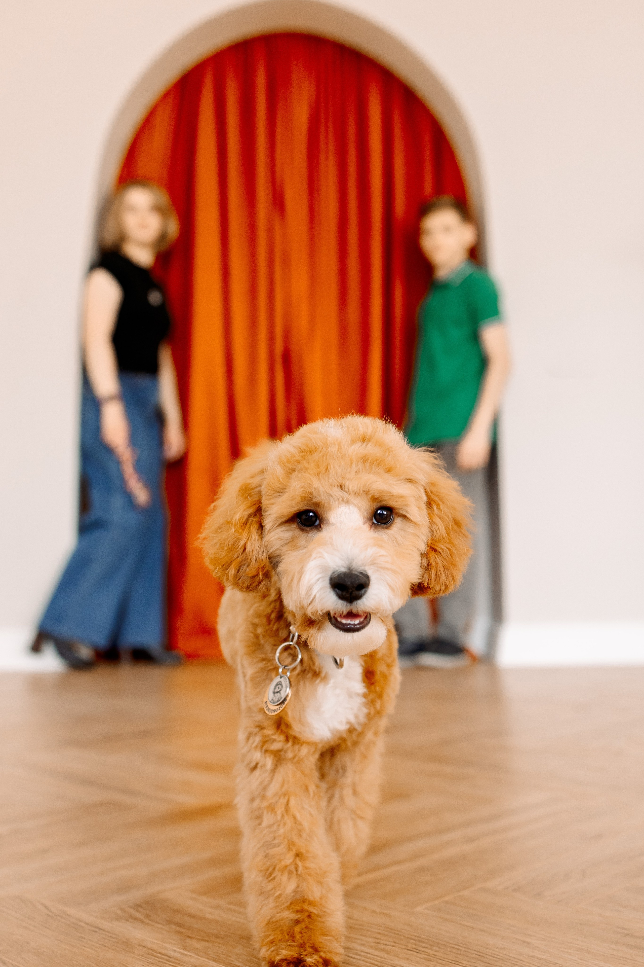 Cavapoo