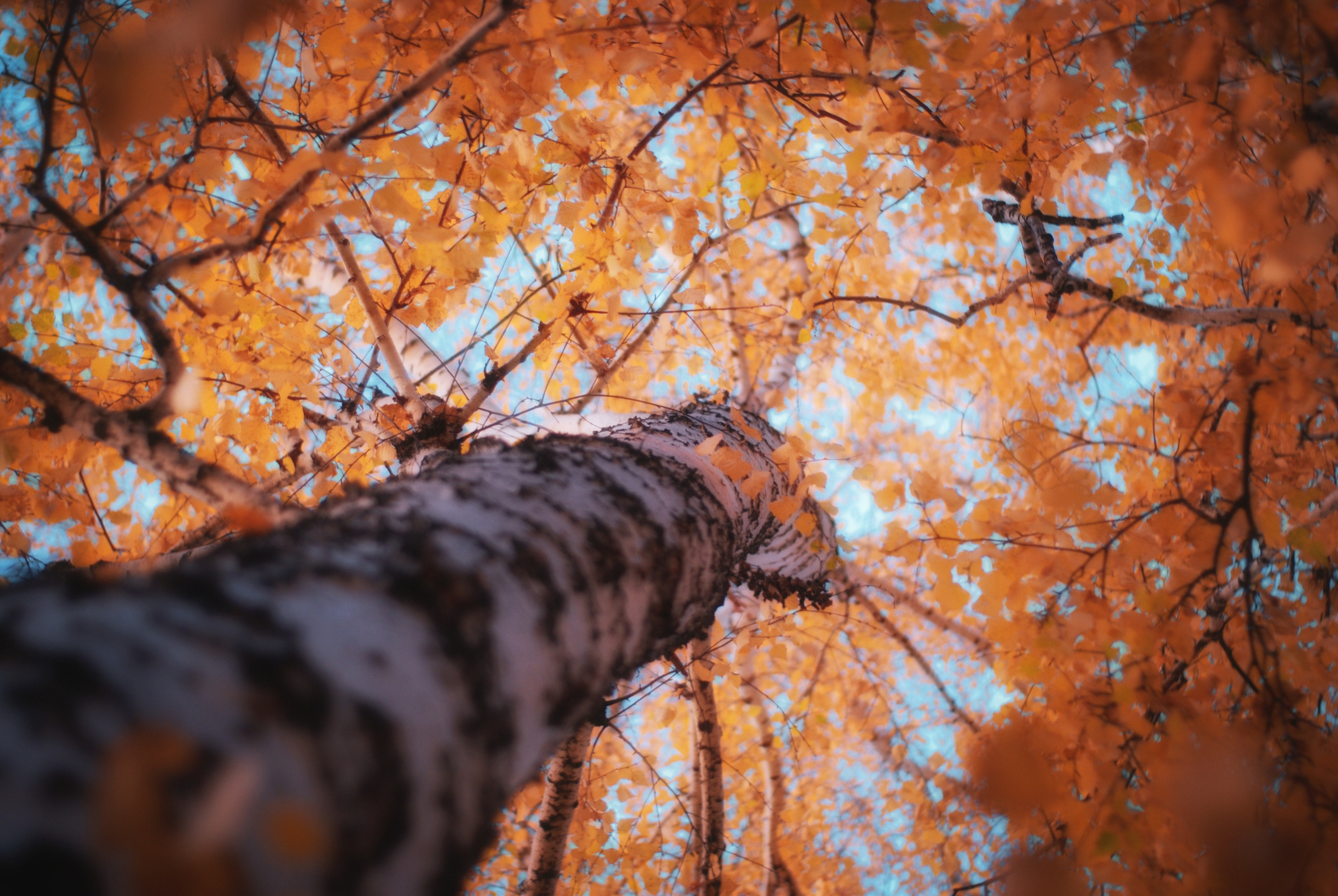 Этот прекрасный мир