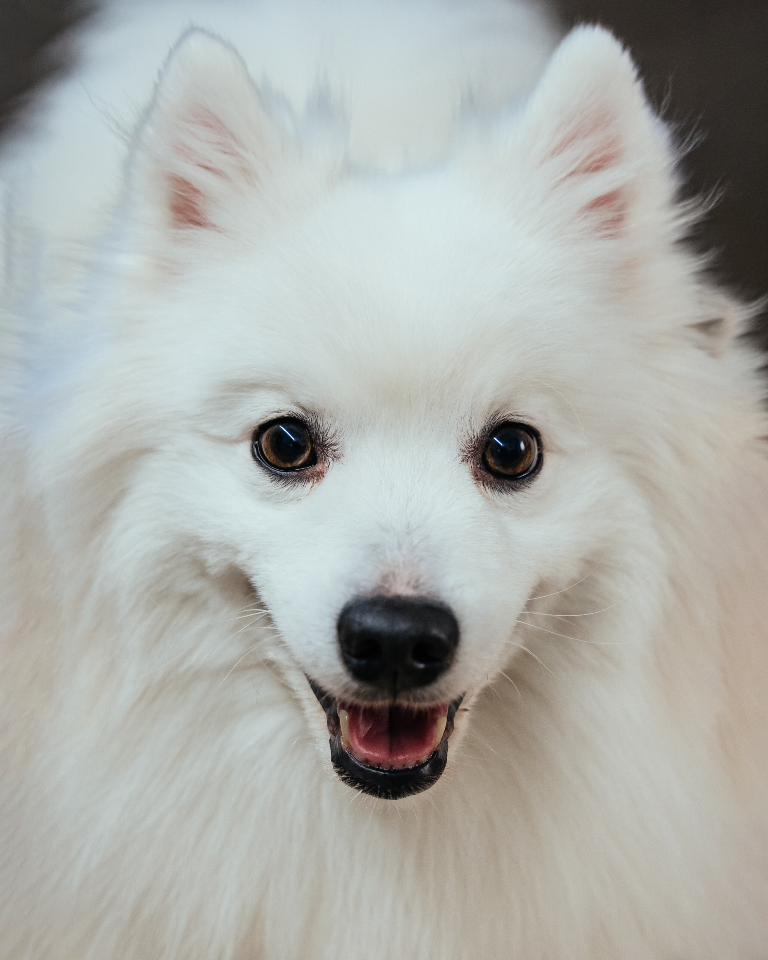 Домашняя семейная фотосессия с новорожденным малышом. Фотограф в Нижневартовске Анна Стрельцова