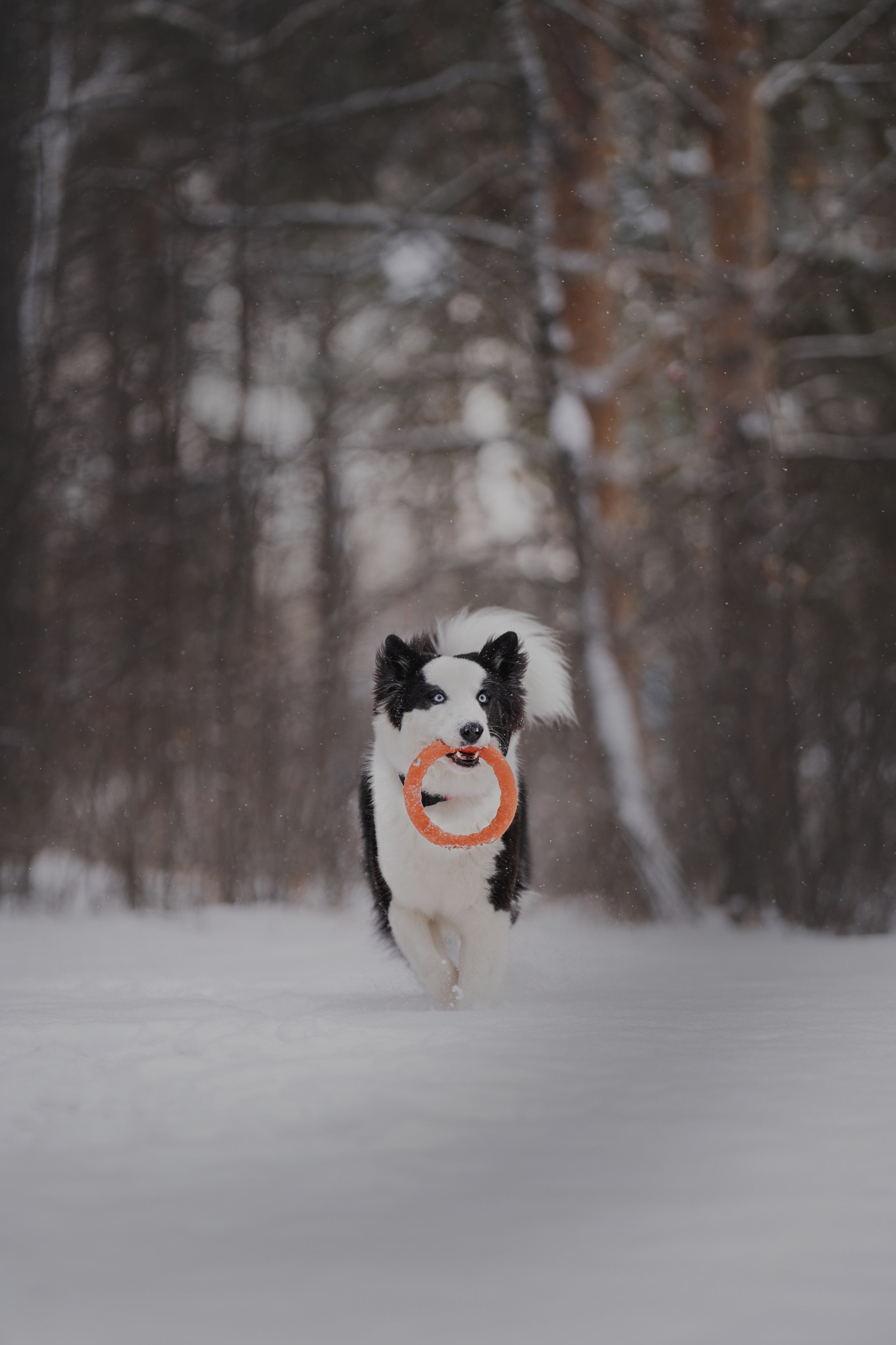 Ликер. Kameramotor74