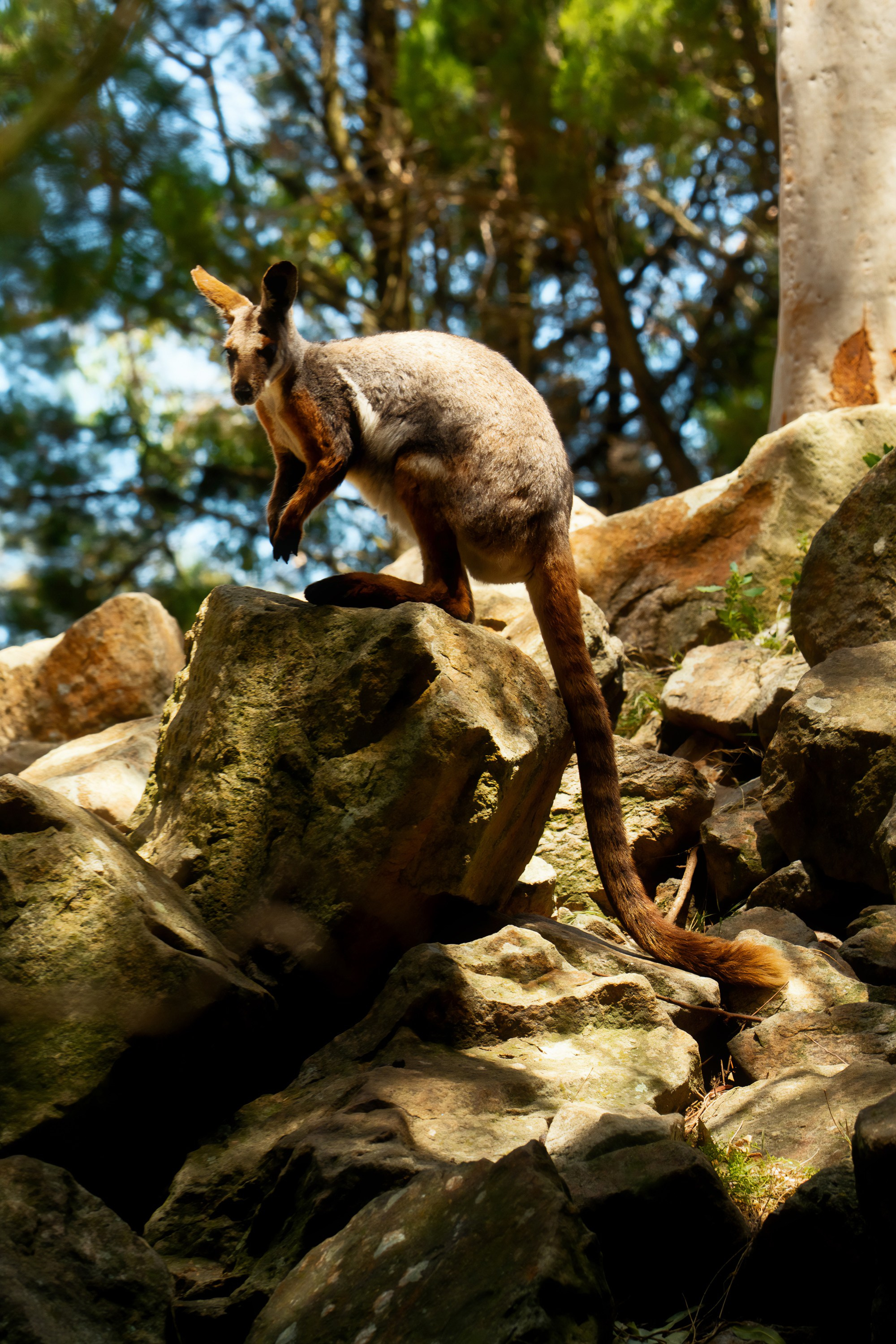 Австралия. Фотограф в Хабаровске. Фотография за 24 часа