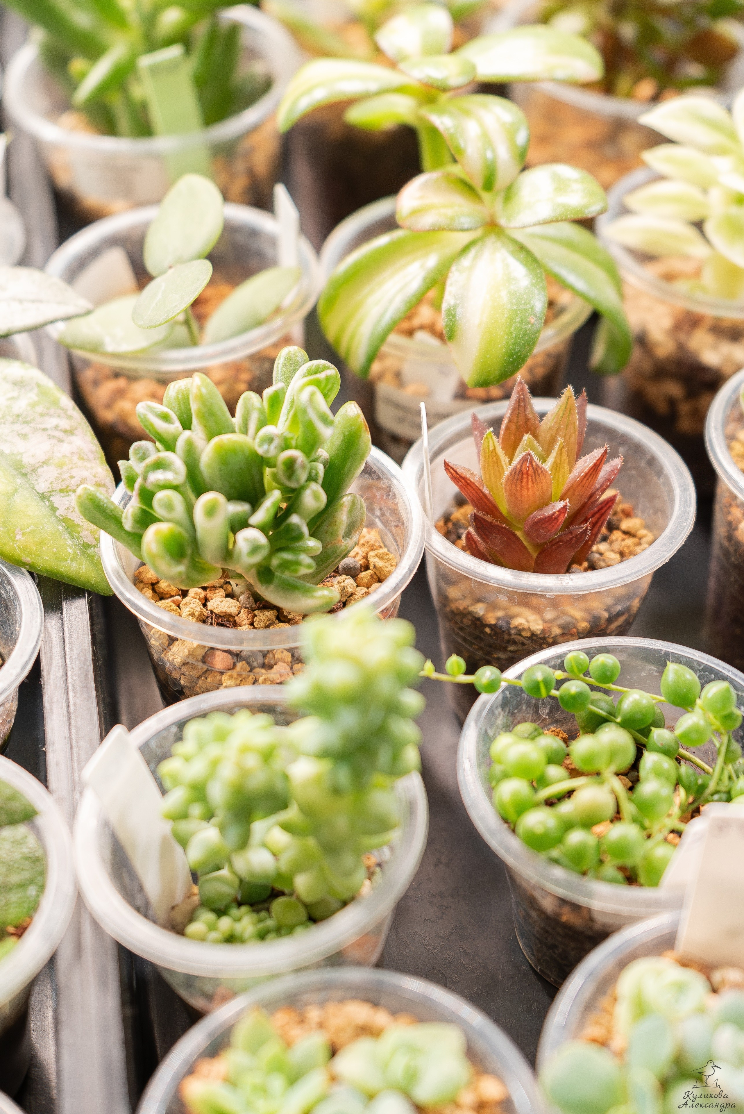 Гроубокс Артплей апрель. Александра Куликова фотограф, Москва