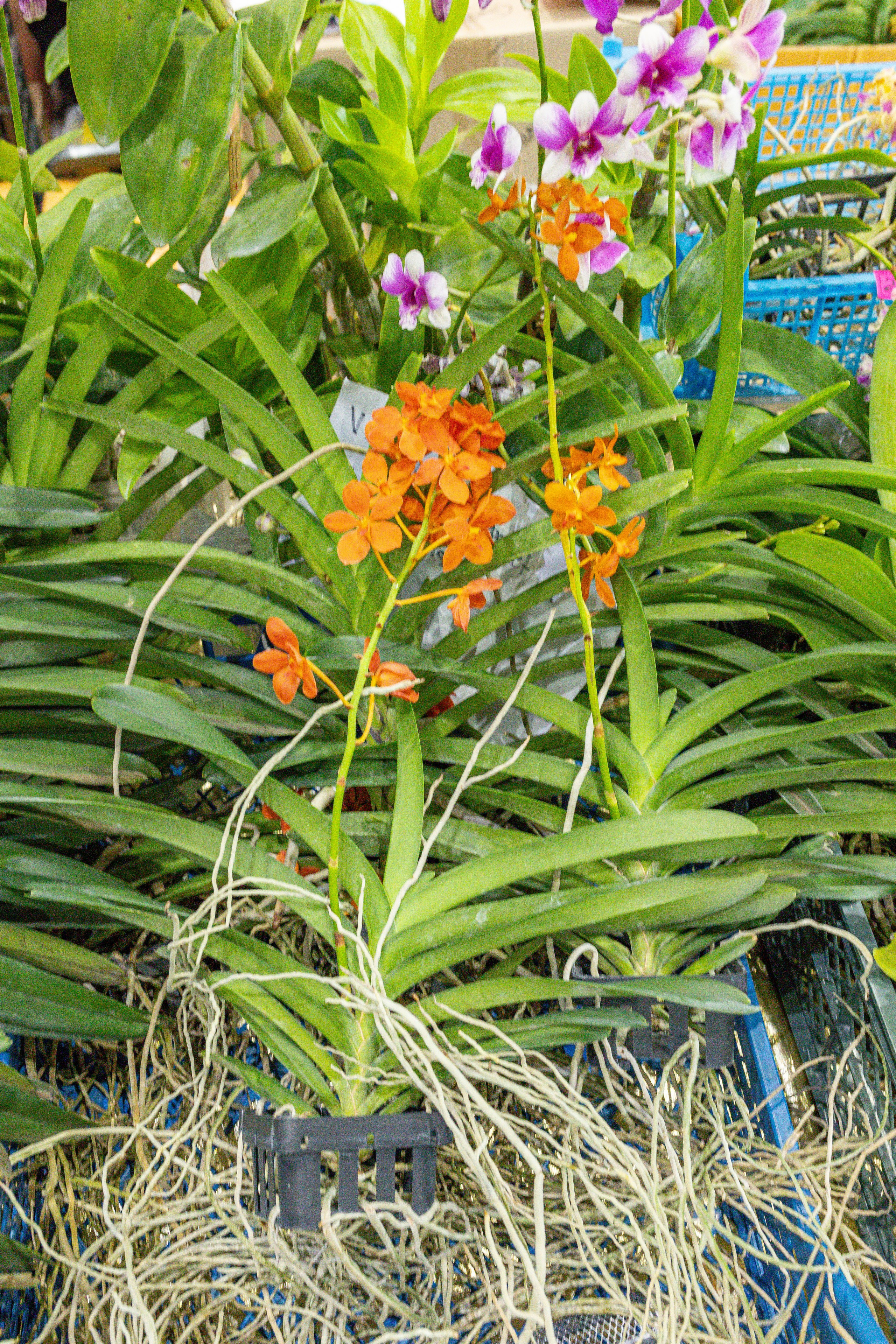 Орхидиум май 2025. Александра Куликова фотограф, Москва