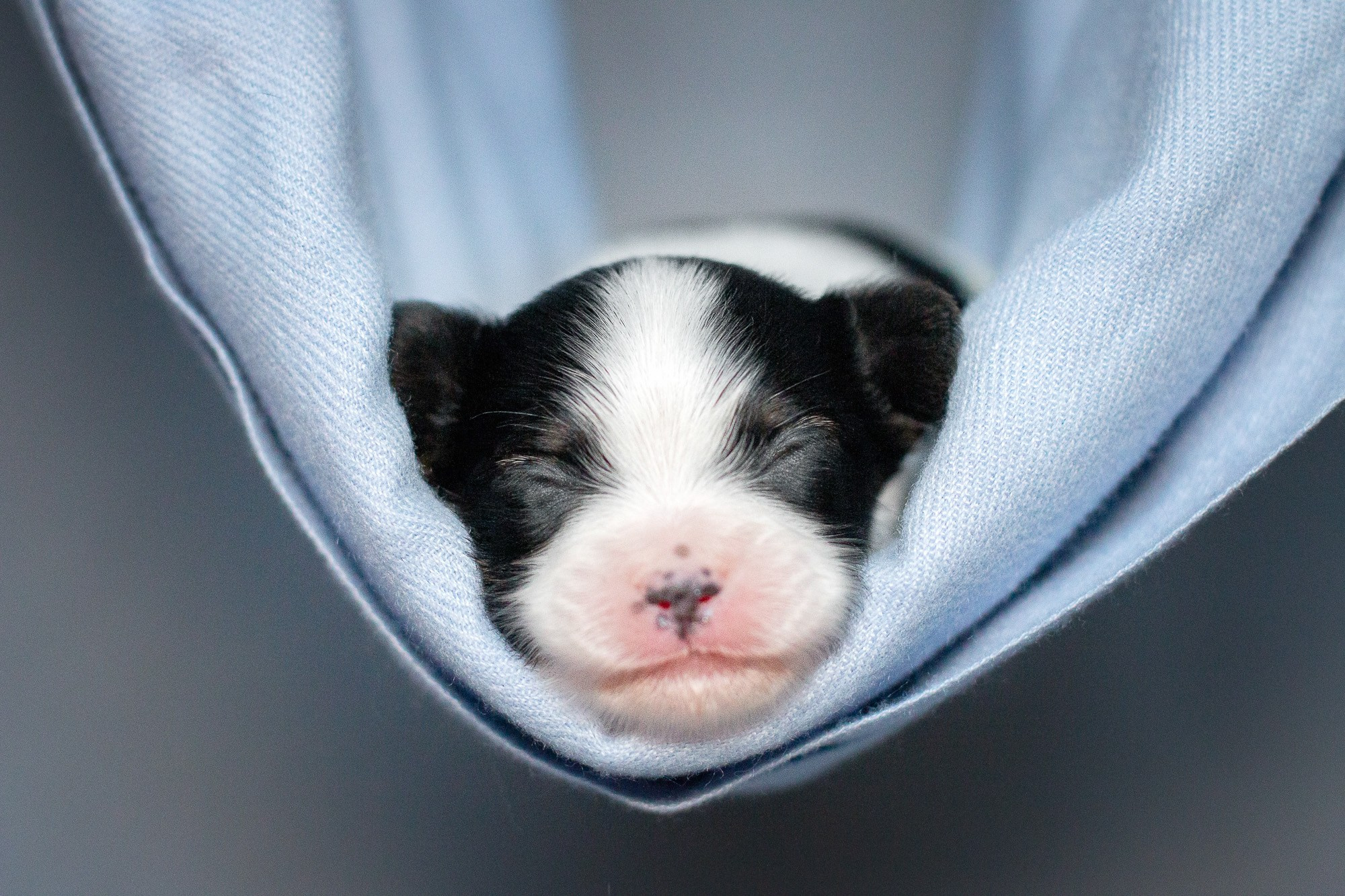 Папийоны (ньюборн). Фотограф анималист, семейный фотограф, фотограф собак Комратова Мария. г. Москва