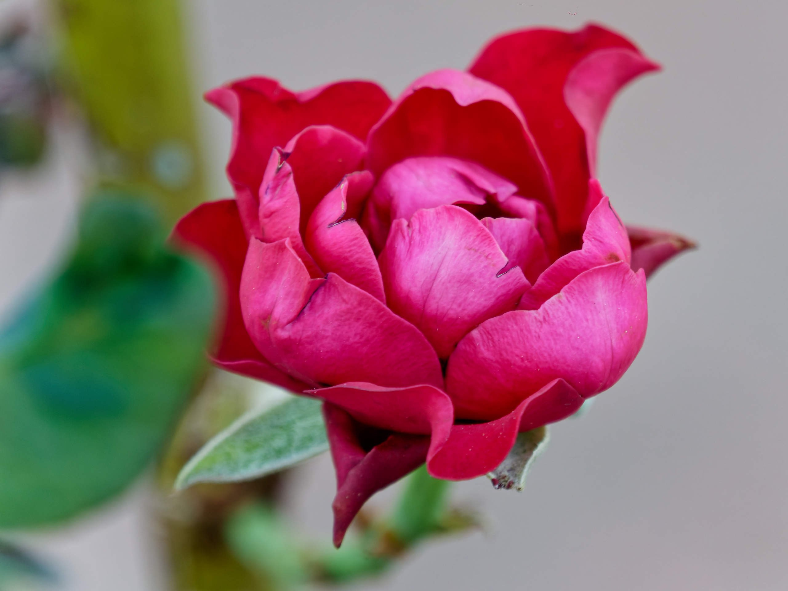 Алания 2025, природа. Избранные фотографии