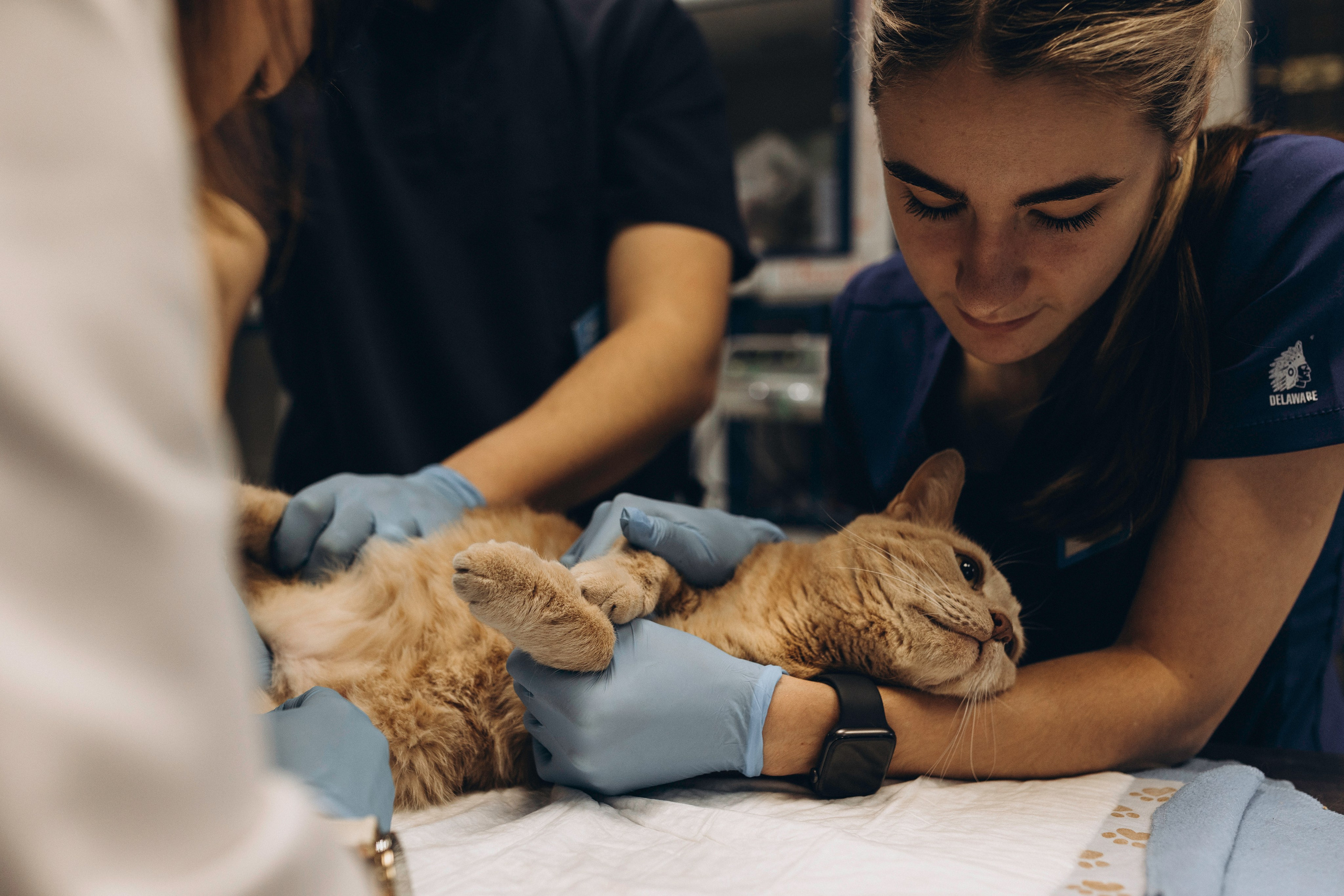 VetLife. Татьяна Афонина | Фотограф