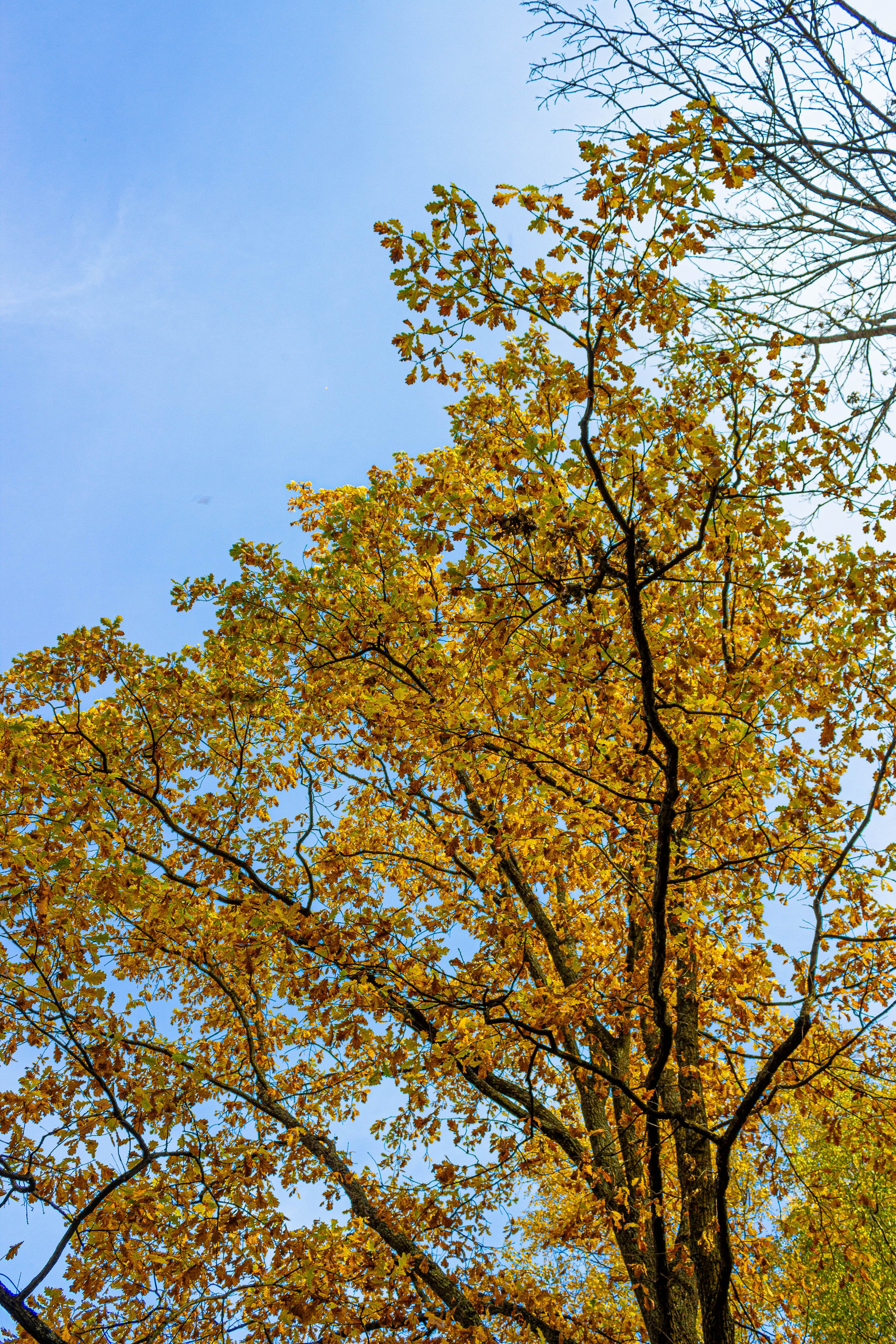 Петергоф. Maks Mironov