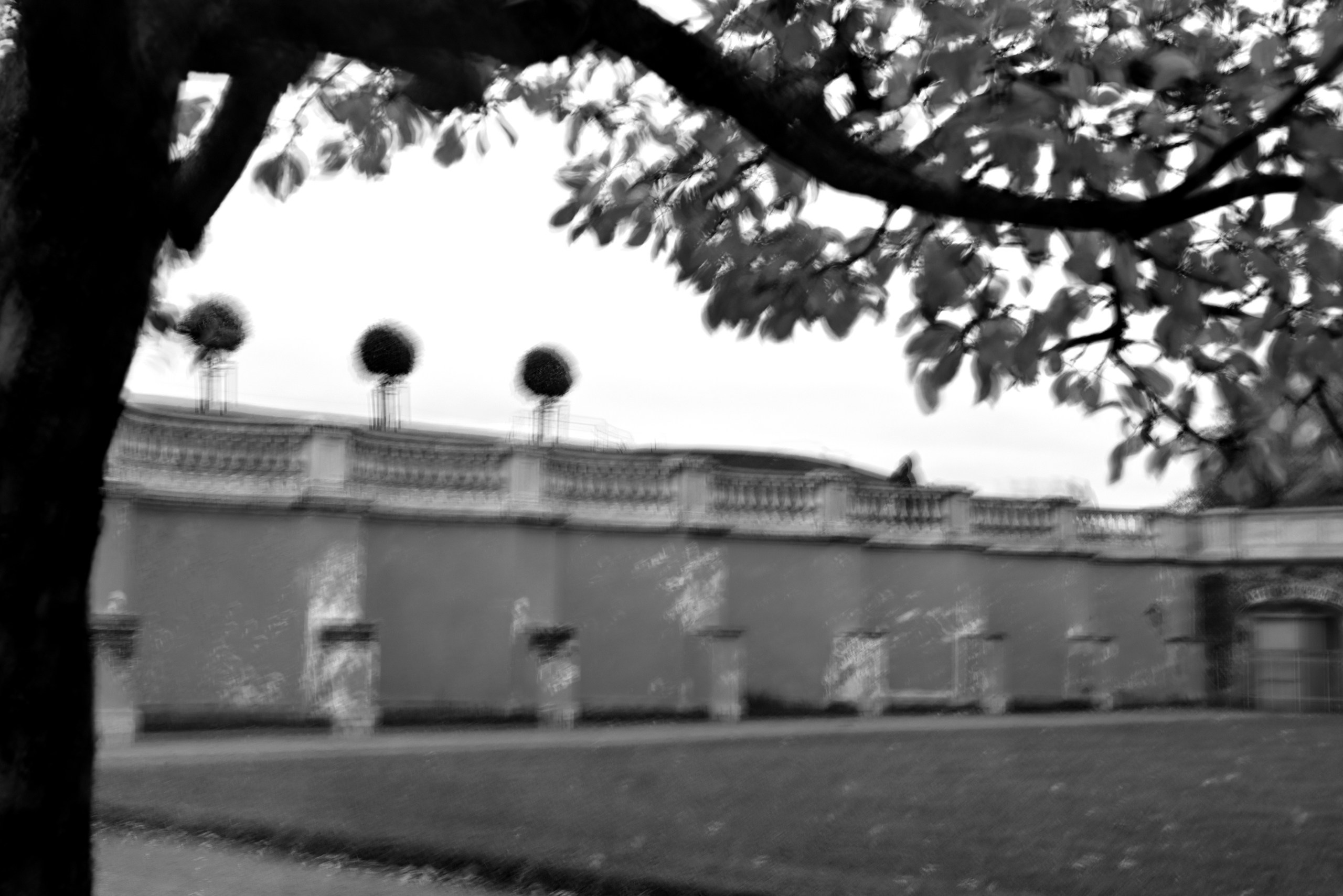 Сад снов. Катерина Михеева