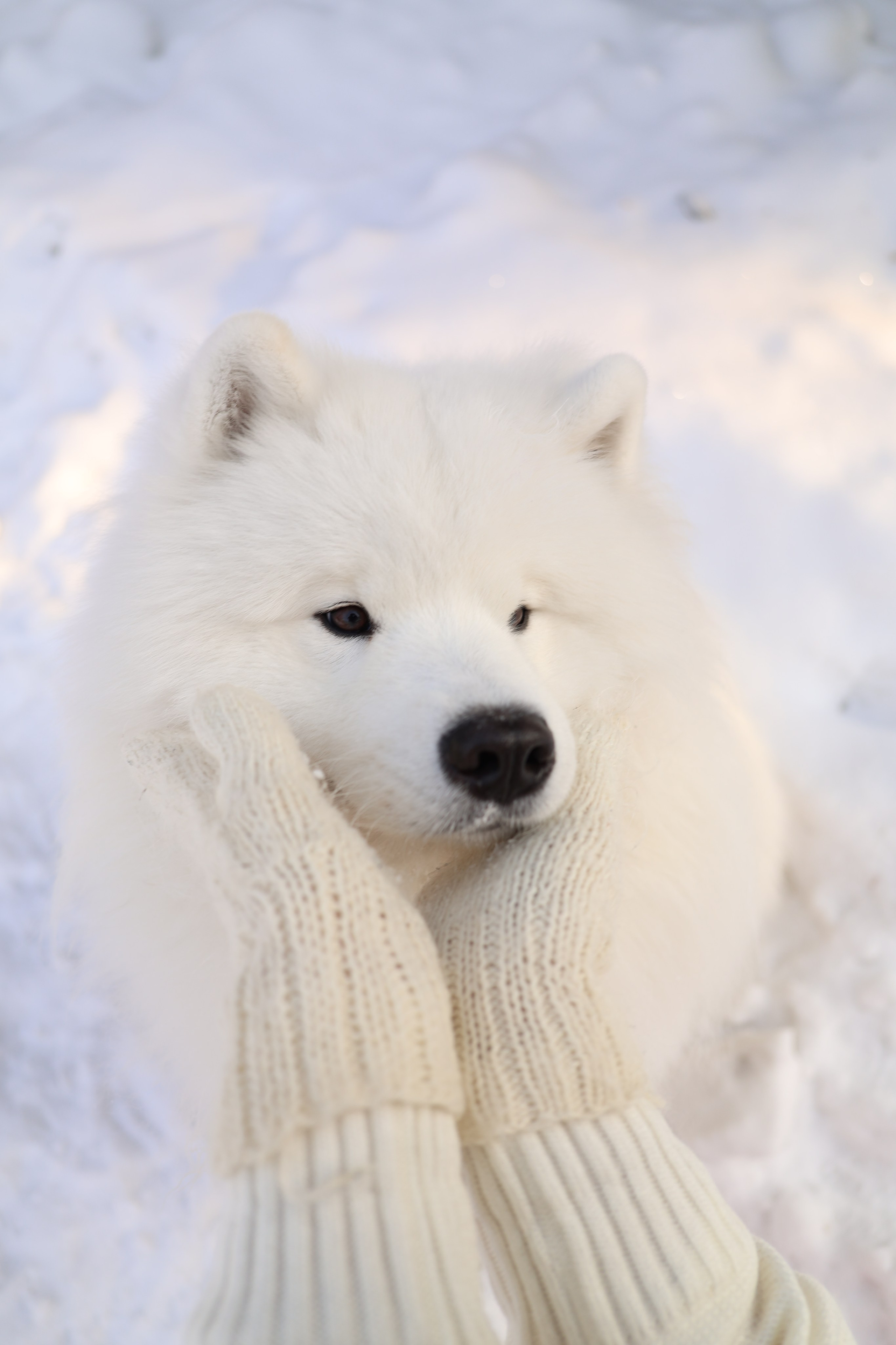 RAFAEL BELOE ZOLOTO SIBIRI. Самоед Новосибирск