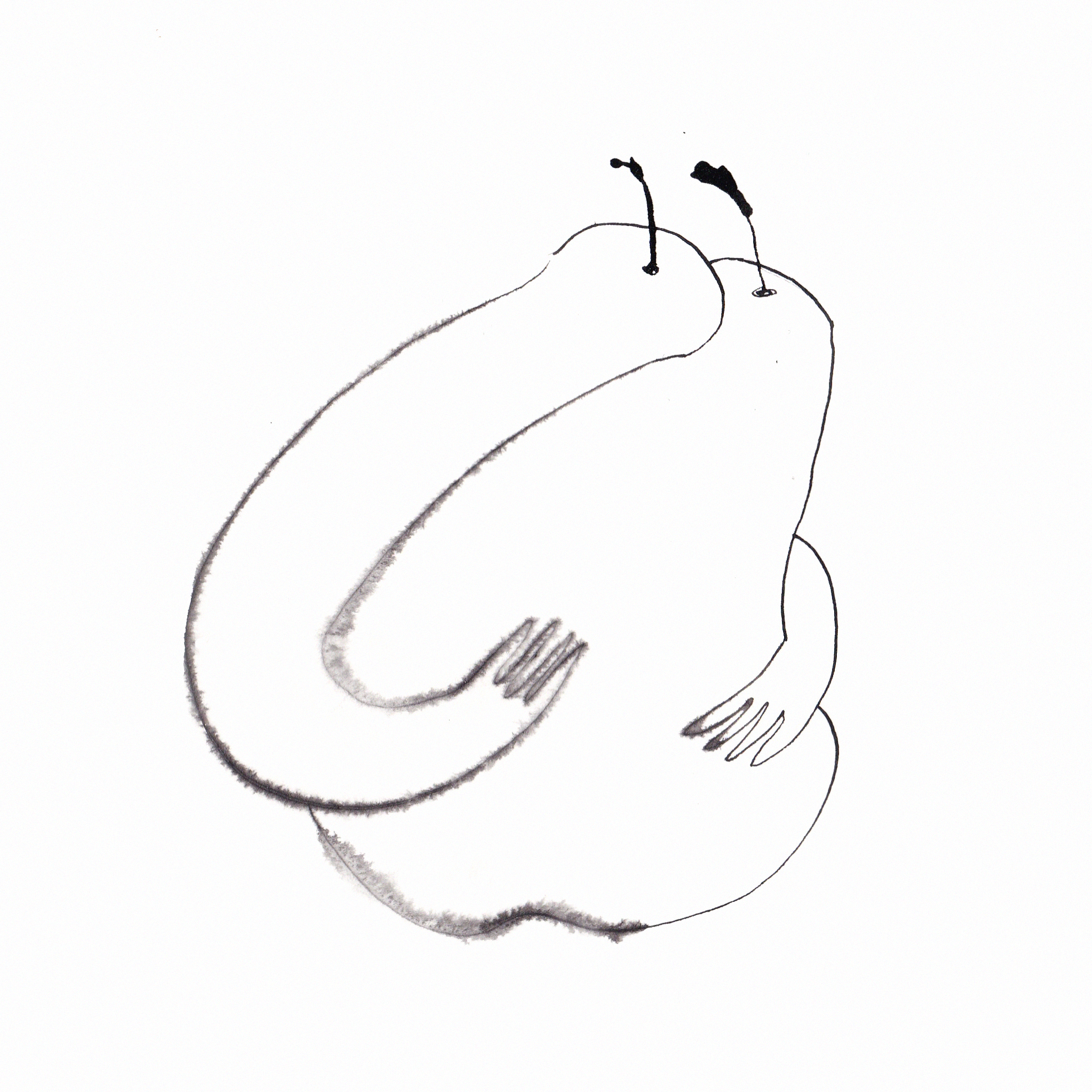 Ink Drawings. Portfolio Birdcrush