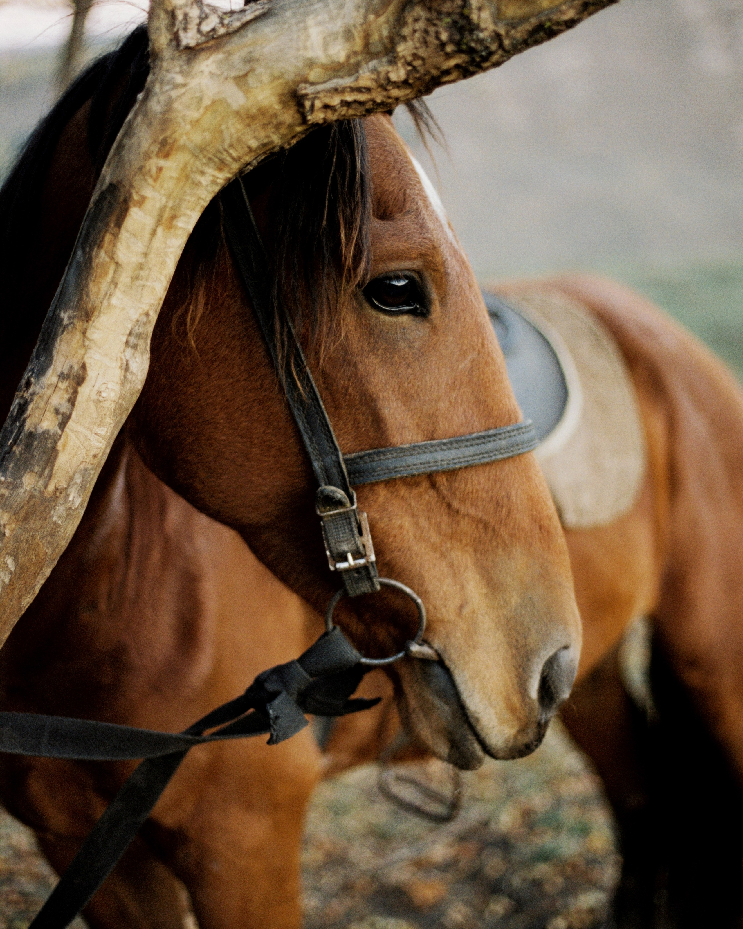 KAVKAZ. Kirill Shashkov