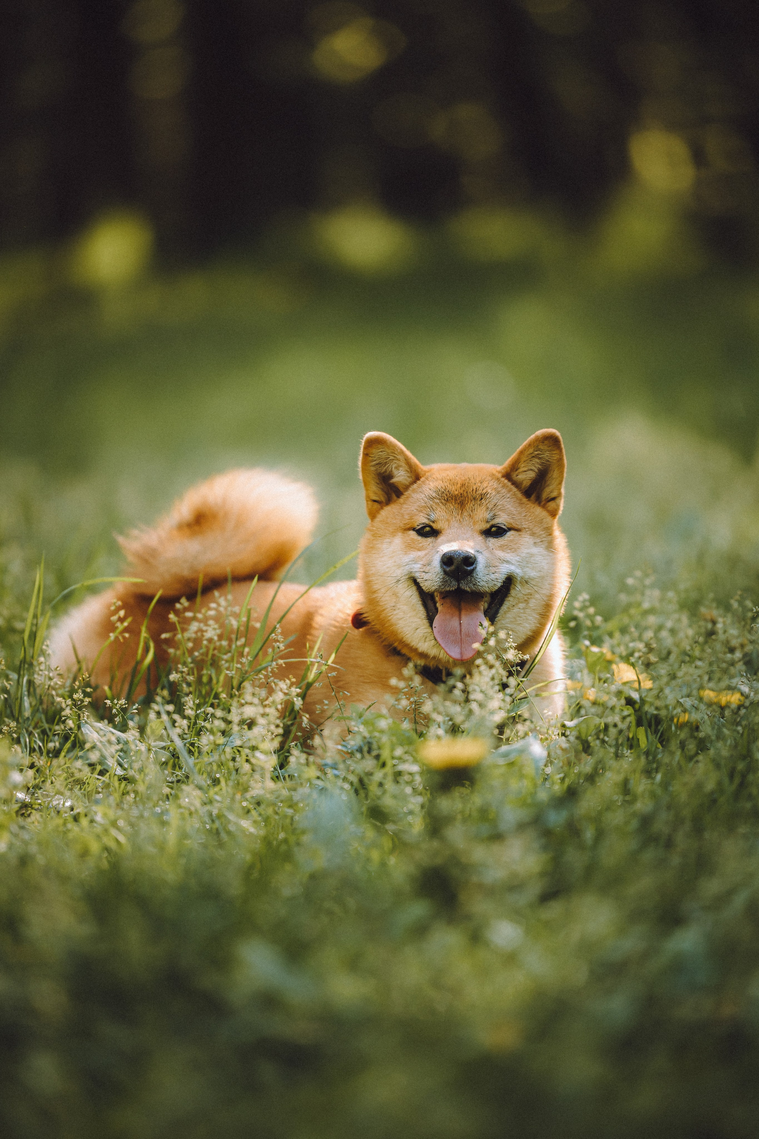 Шед, Цири, Чиби, Цера и их семья