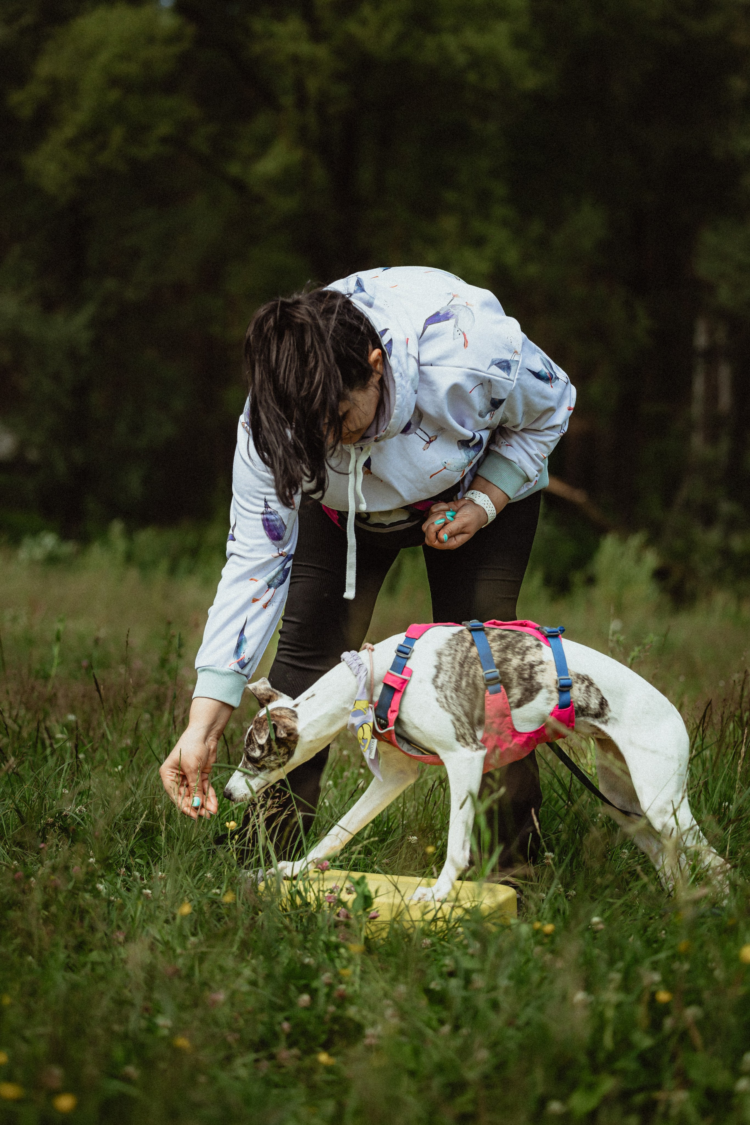 Выездной дог-тренинг от школы «Шерсть имею»