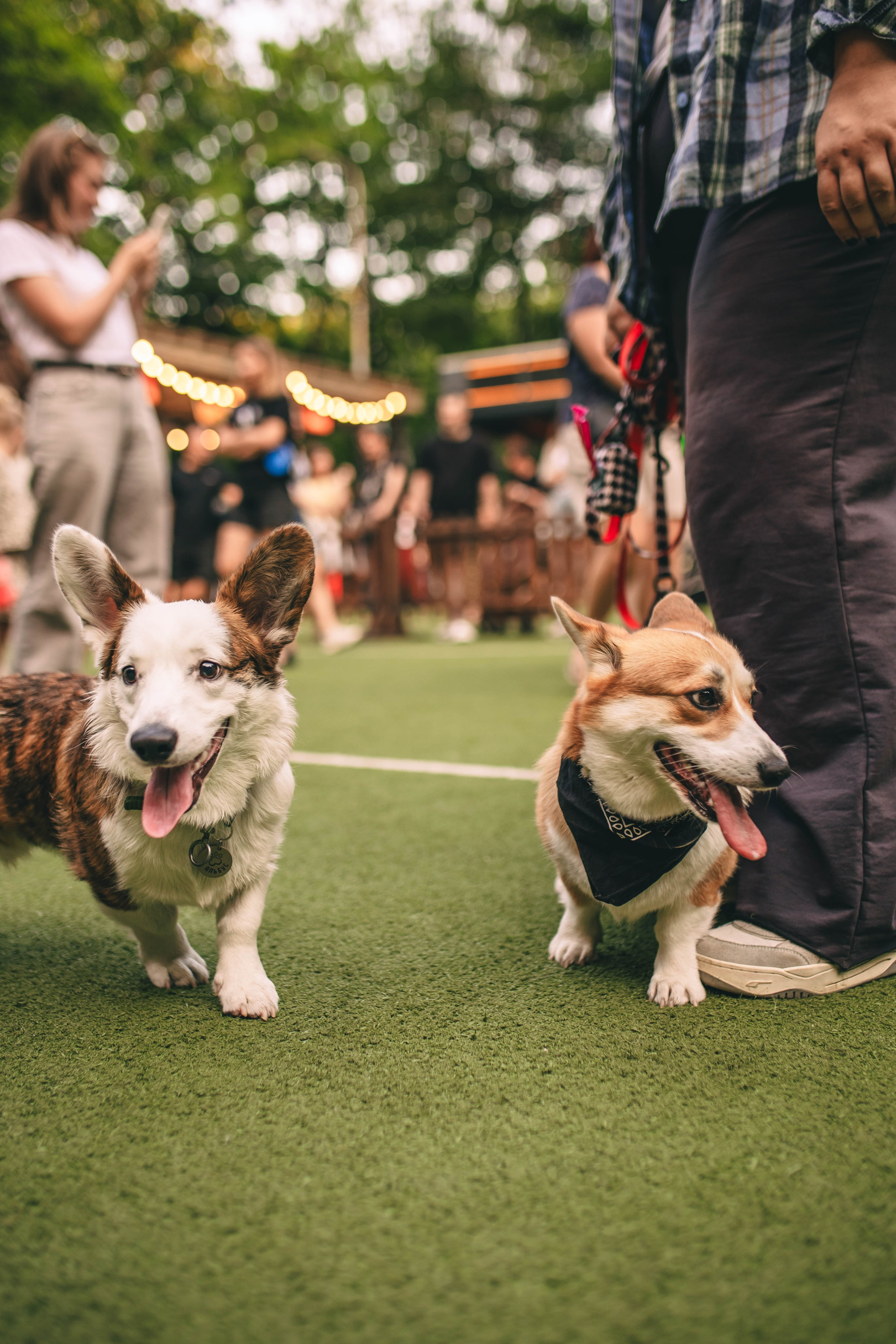 Pet-Party + Live-music |Парк Культуры. Фотограф в Ставрополе Алина Клочкова