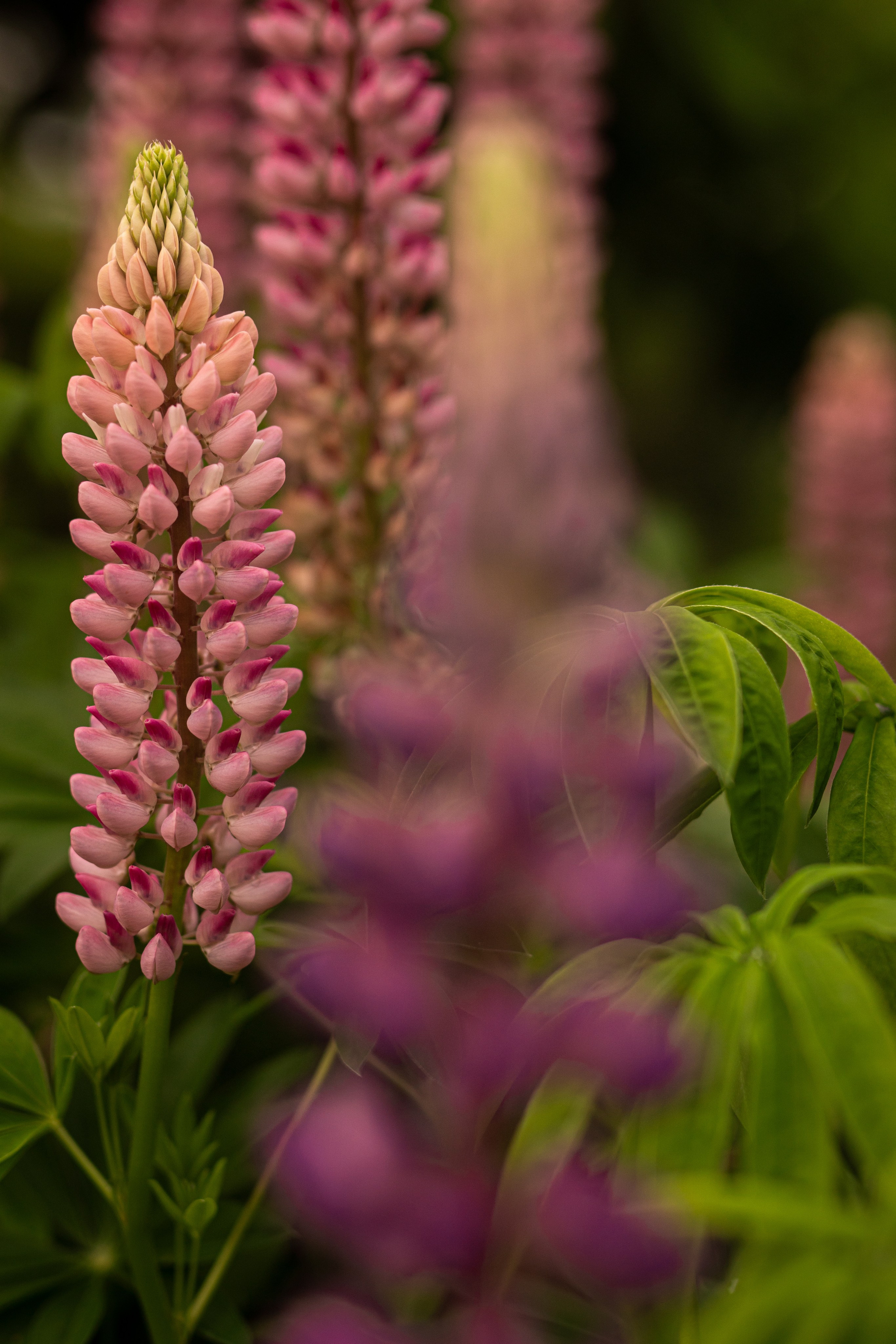 Цветы в июне. Портретный и семейный фотограф во Владивостоке Светлана Мухильченко