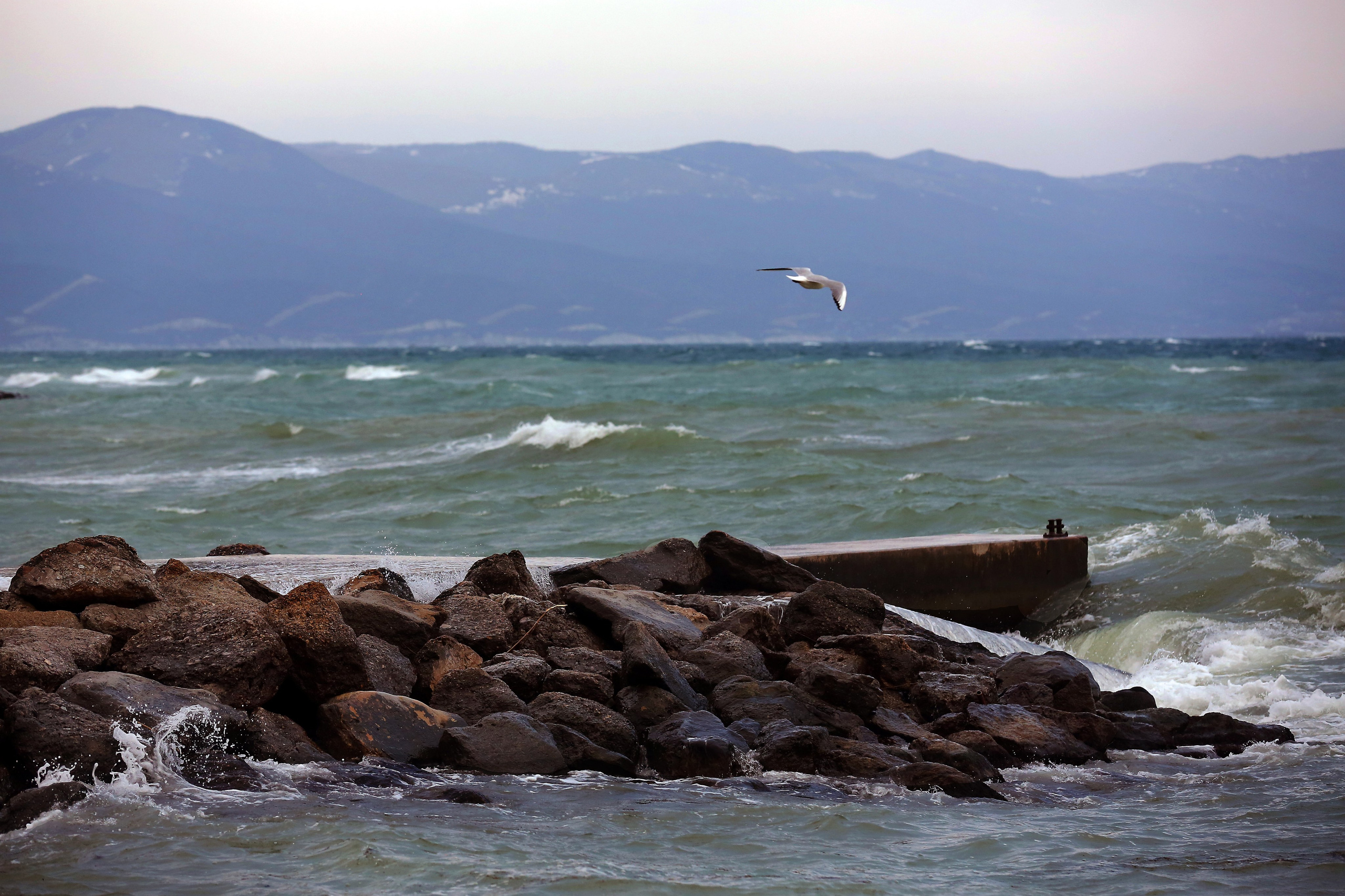 чайка, море, волны