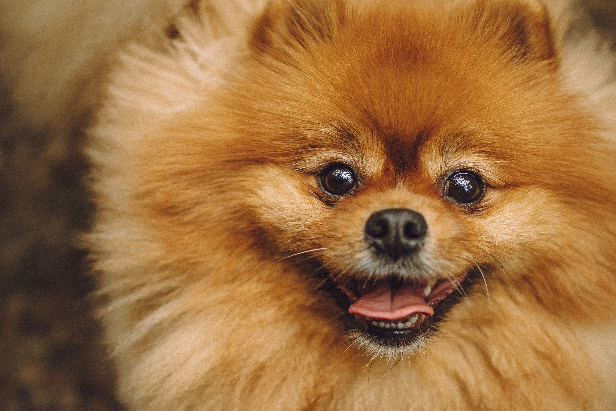 Лорик и его семья