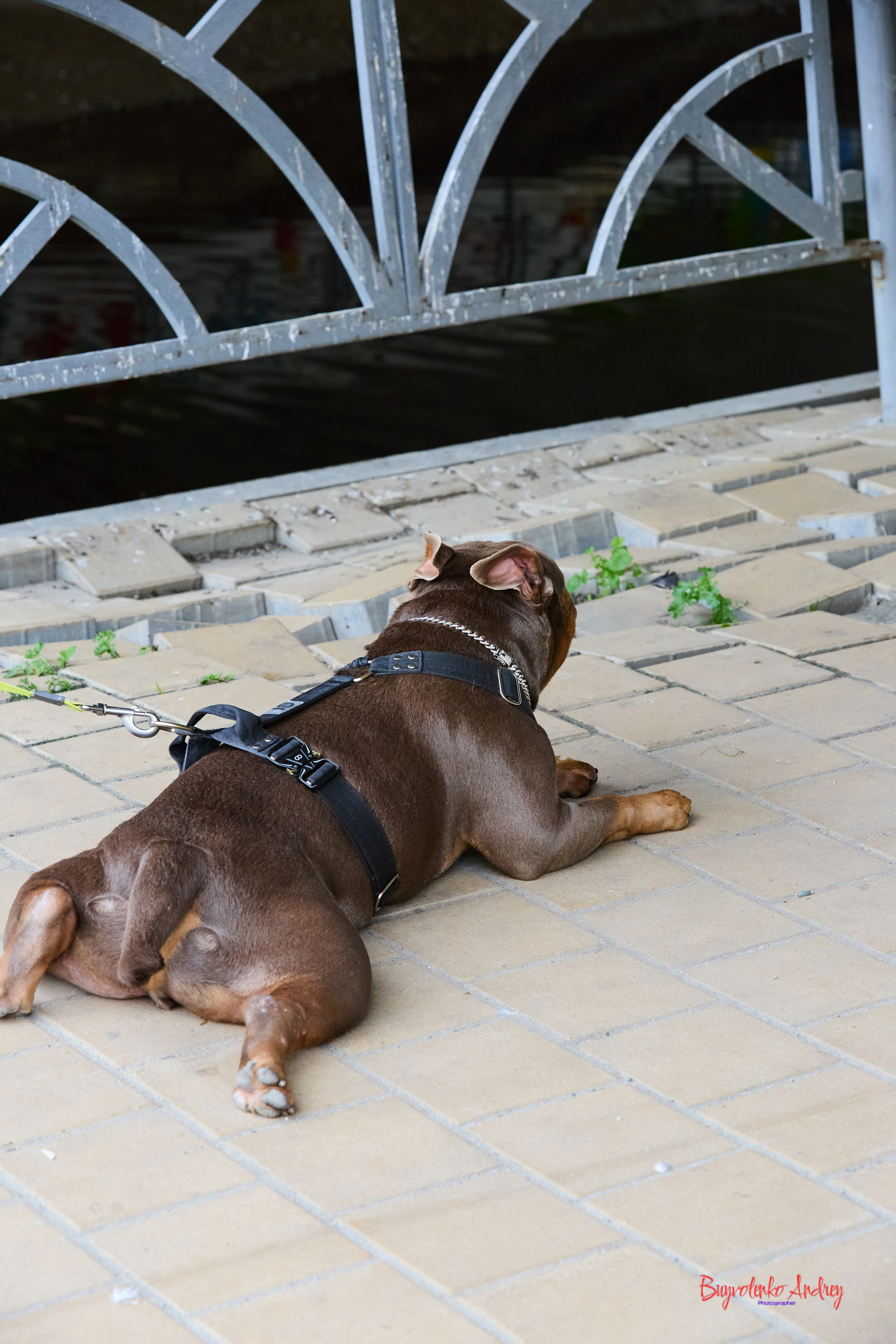 Проект фотопрогулка с хвостиком. Buyvolenko Andrey