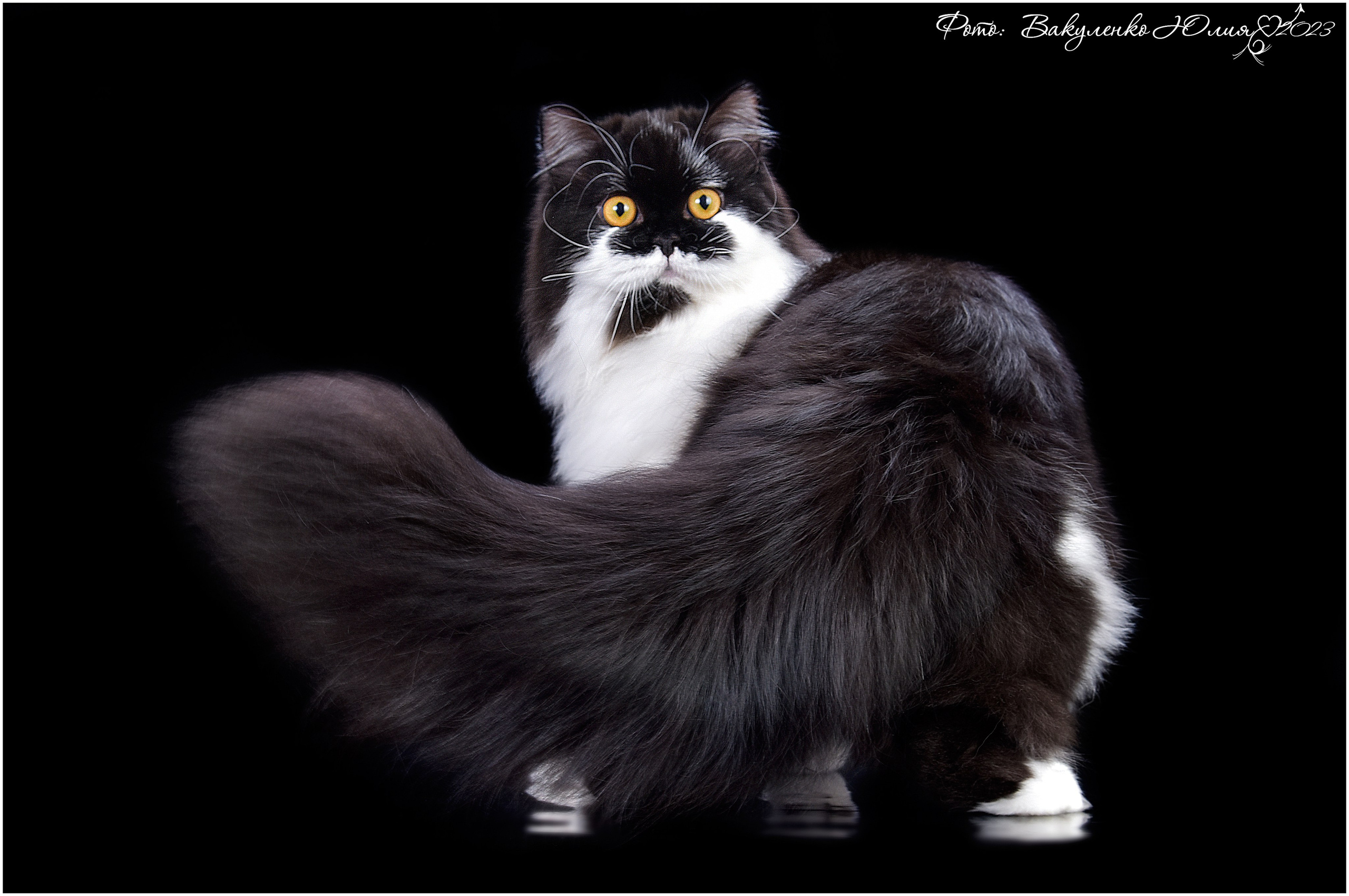 Взрослые. Фотограф анималист | семейный Юлия Вакуленко, г. Краснодар