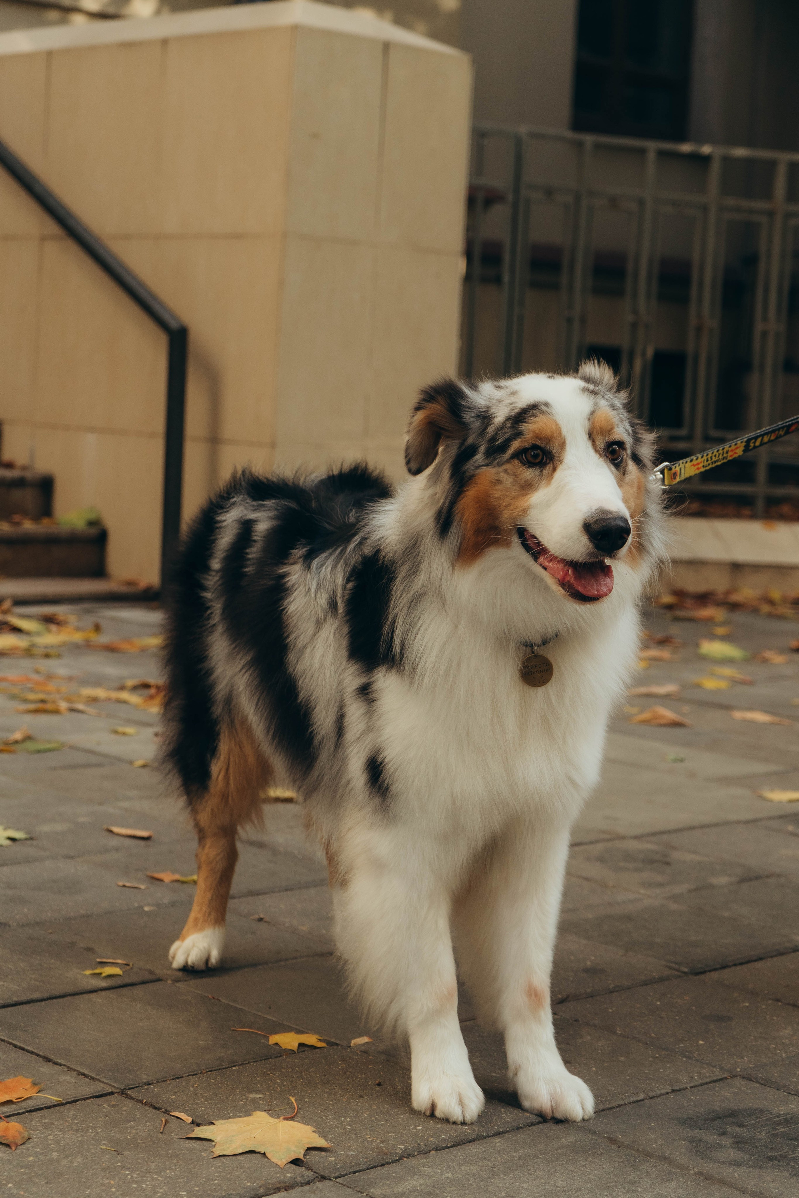 Аня, Влад и Джонни