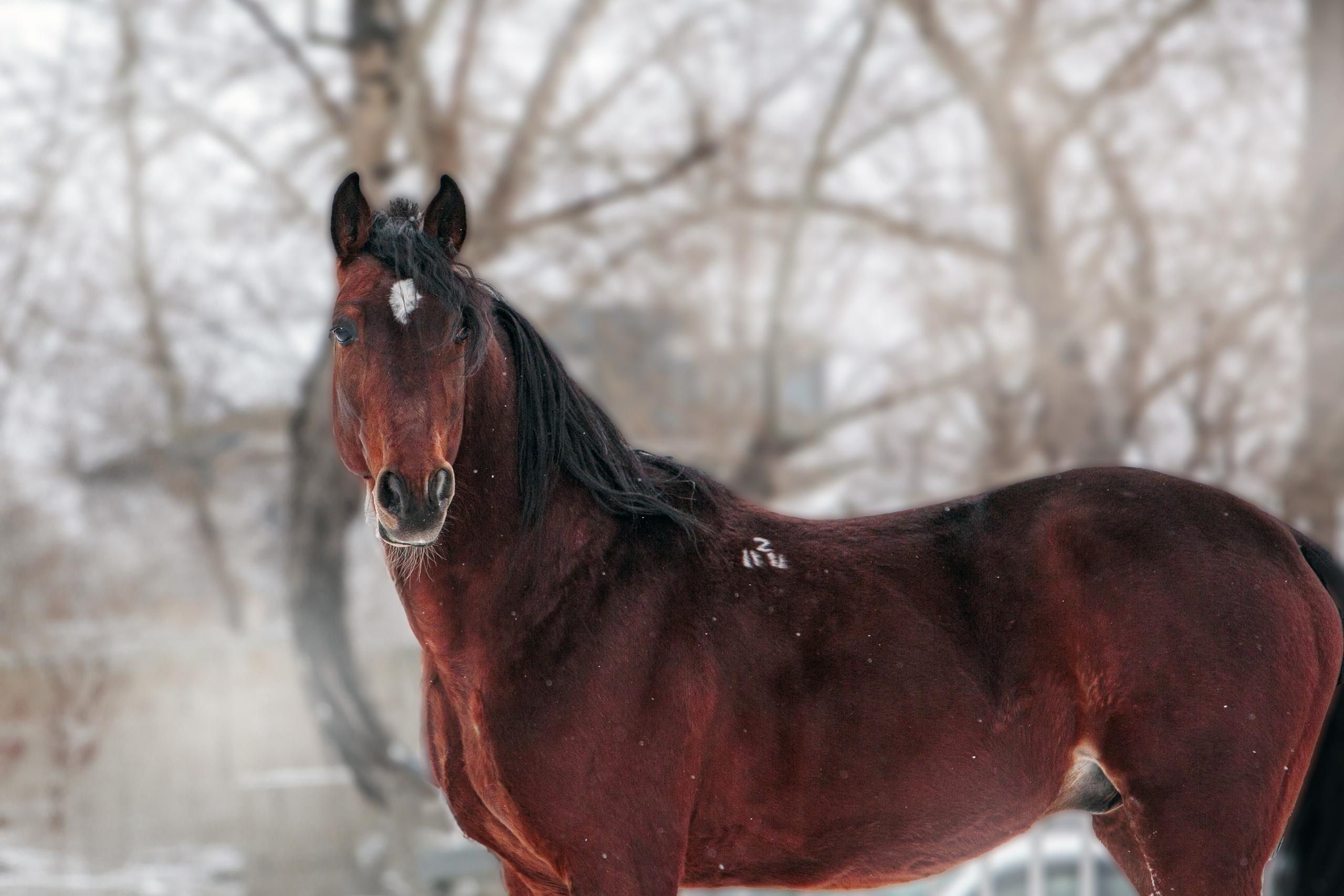 Лошади зимой. Конный фотограф в Красноярске — Любовь Похабова