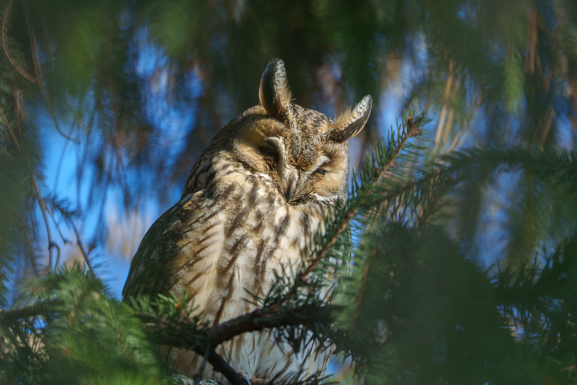 Удивительные мир птиц. Вокруг нас столько прекрасного — присмотритесь!. Ваш личный фотограф Марина Волкова