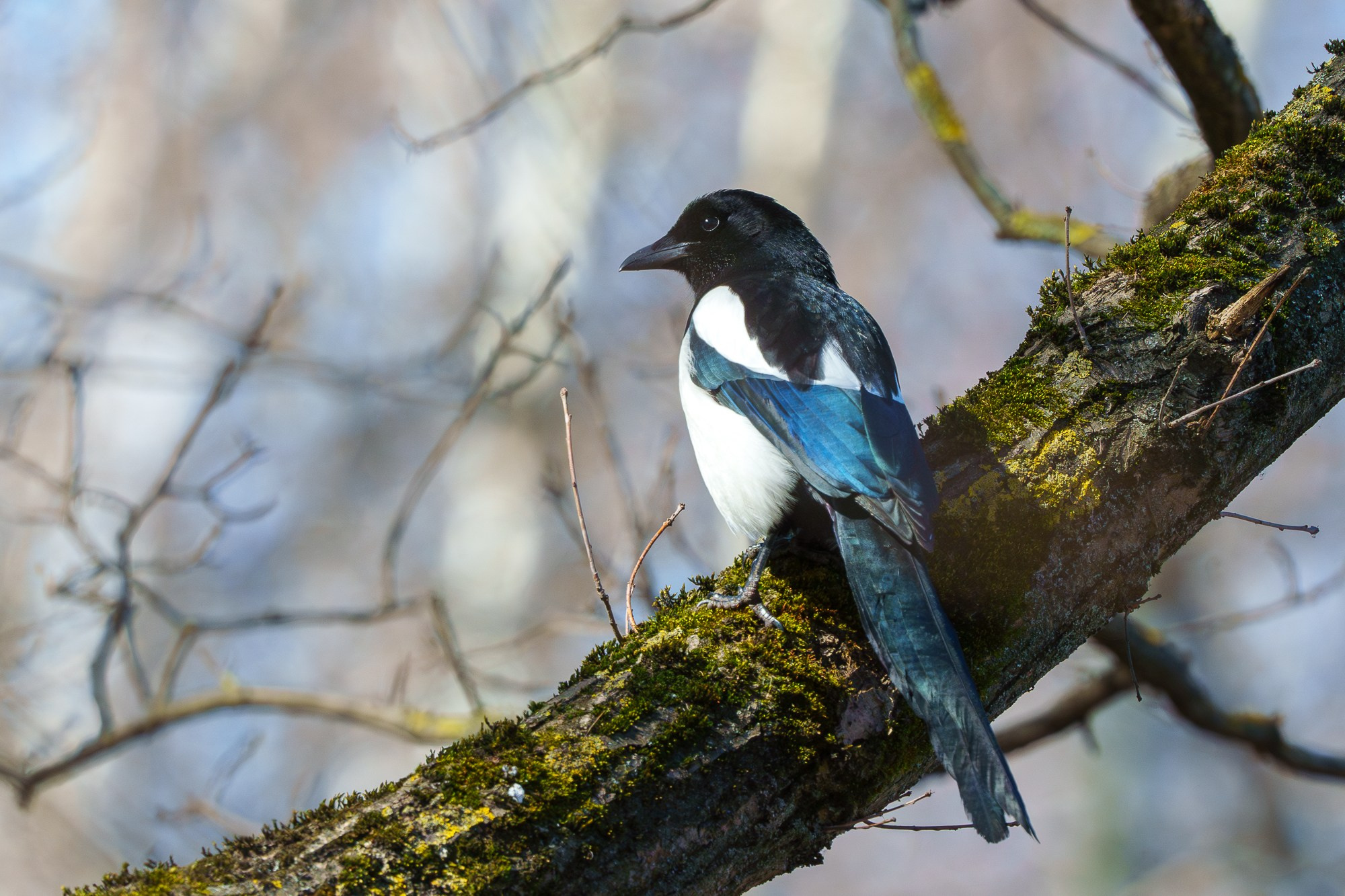 Удивительные мир птиц. Вокруг нас столько прекрасного — присмотритесь!. Ваш личный фотограф Марина Волкова