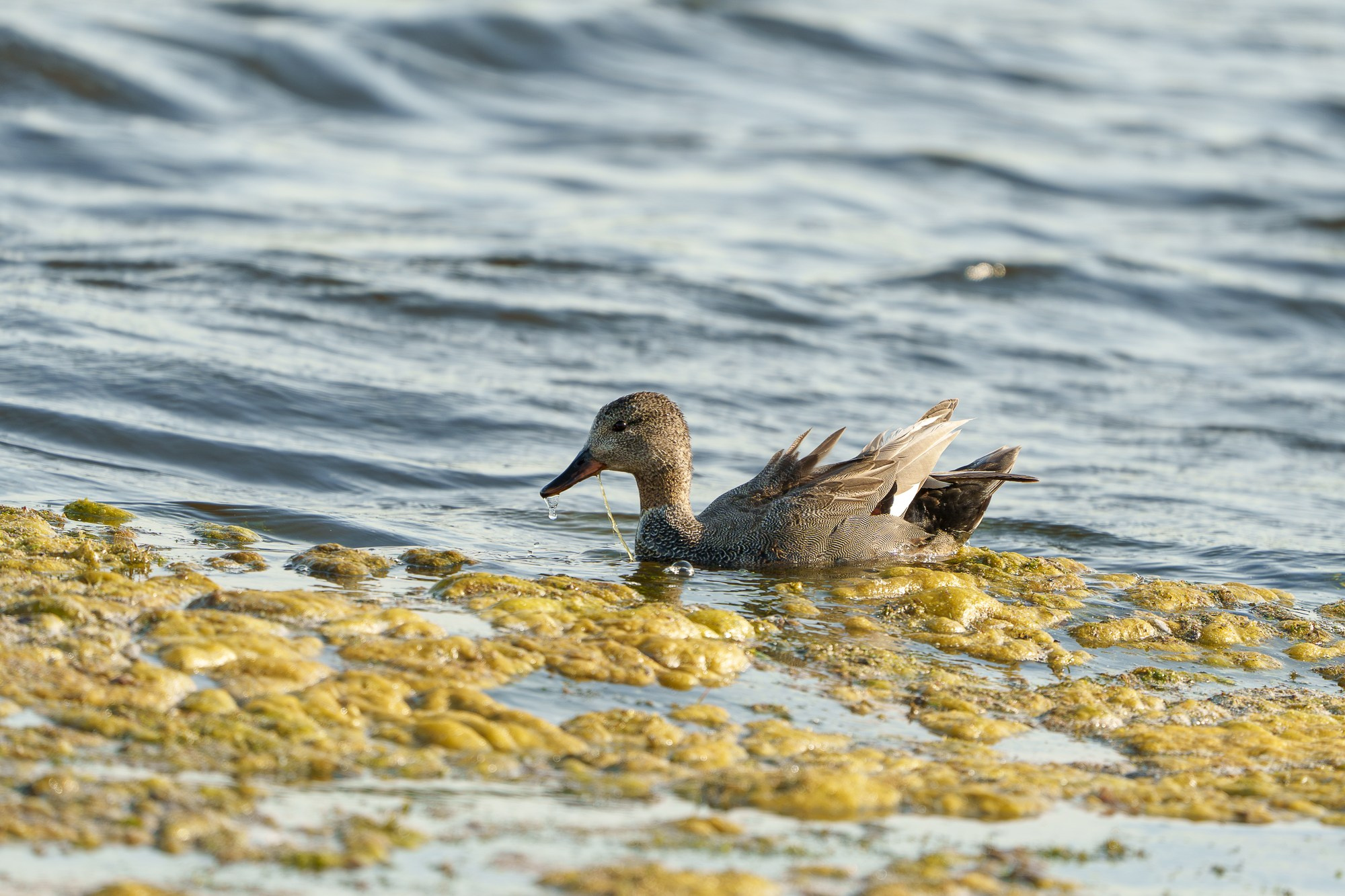 Удивительные мир птиц. Вокруг нас столько прекрасного — присмотритесь!. Ваш личный фотограф Марина Волкова