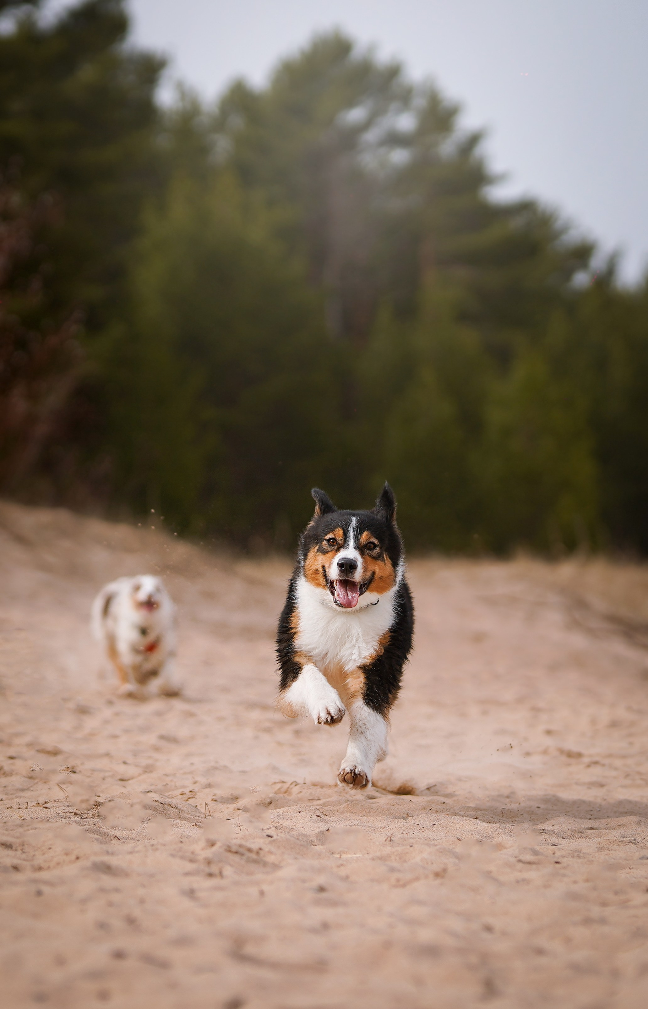 Аусси на Ладоге. Фотограф-анималист в Санкт-Петербурге Яна Мартынова