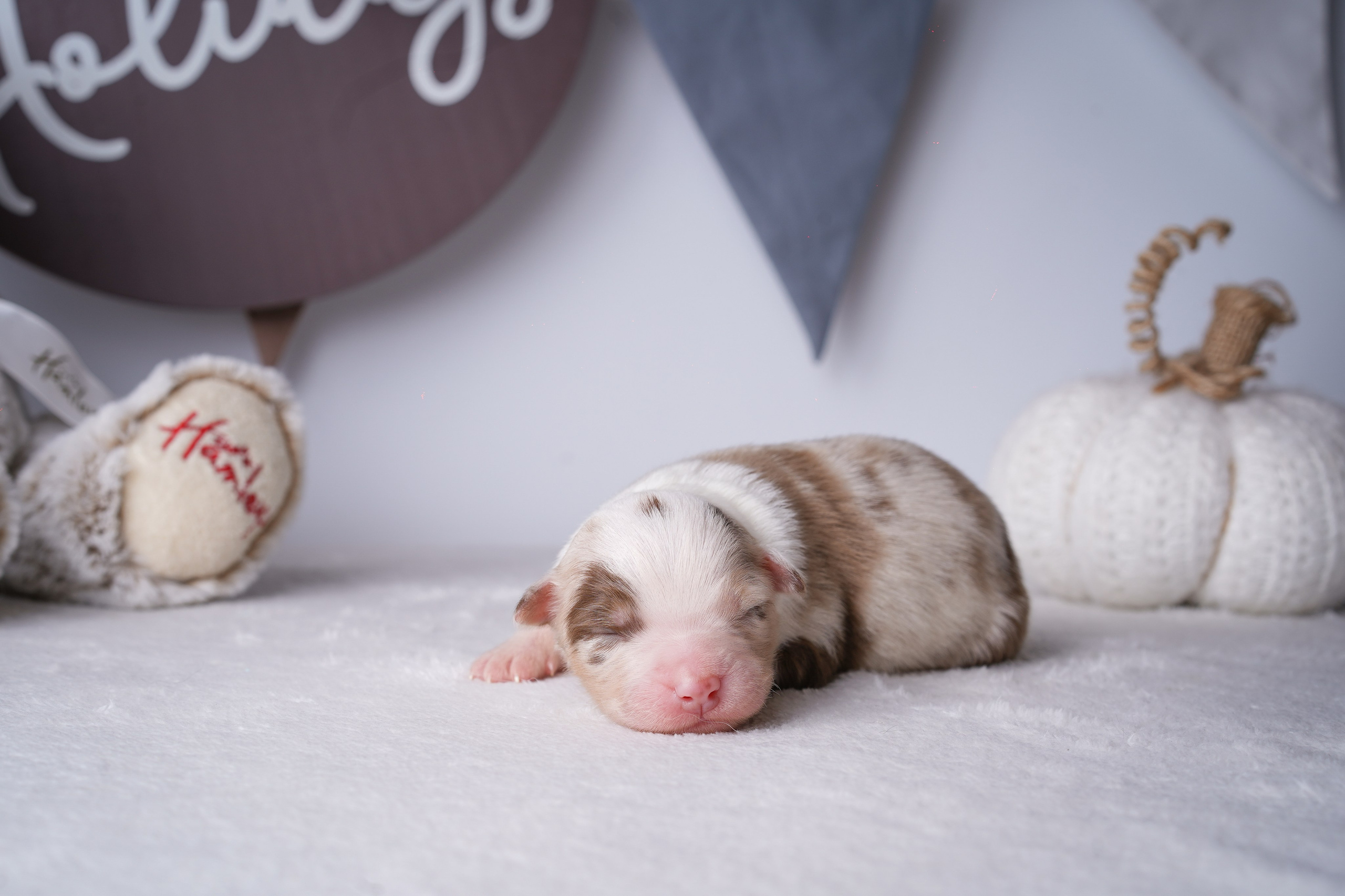 Щенули аусси. Фотограф-анималист в Санкт-Петербурге Яна Мартынова