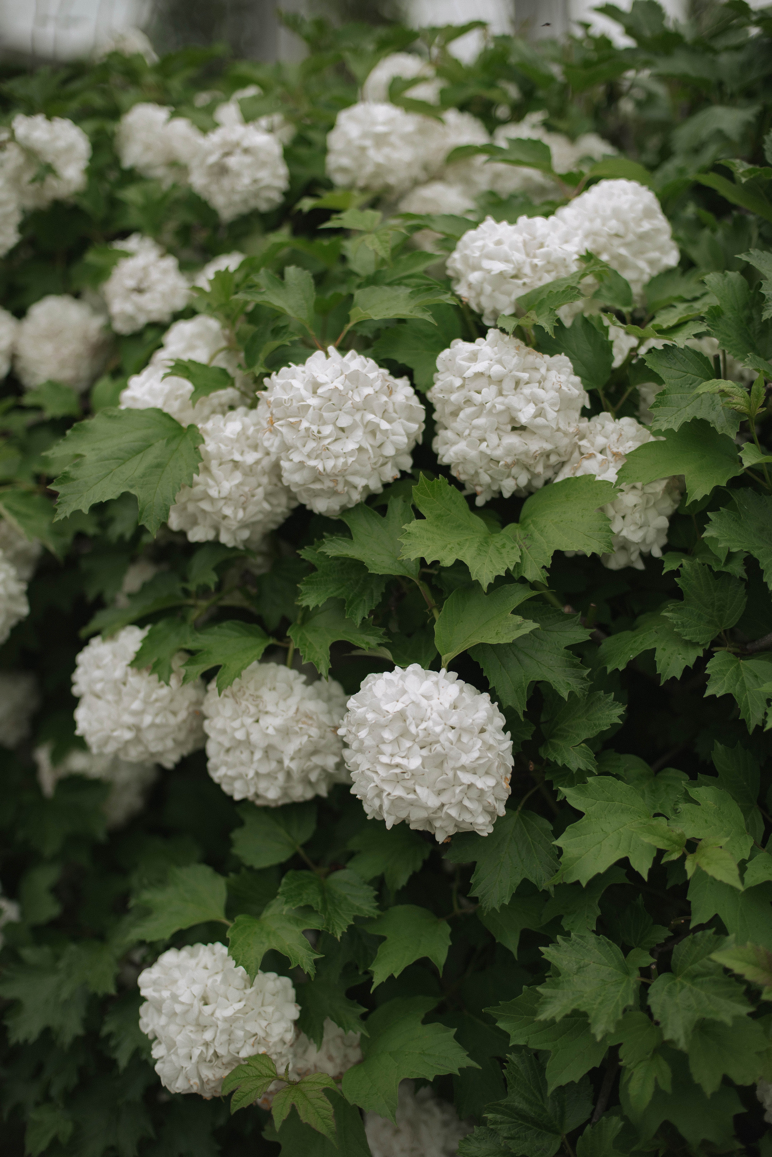 Юрий и Анастасия. Свадебный фотограф Анастасия Сюзанова