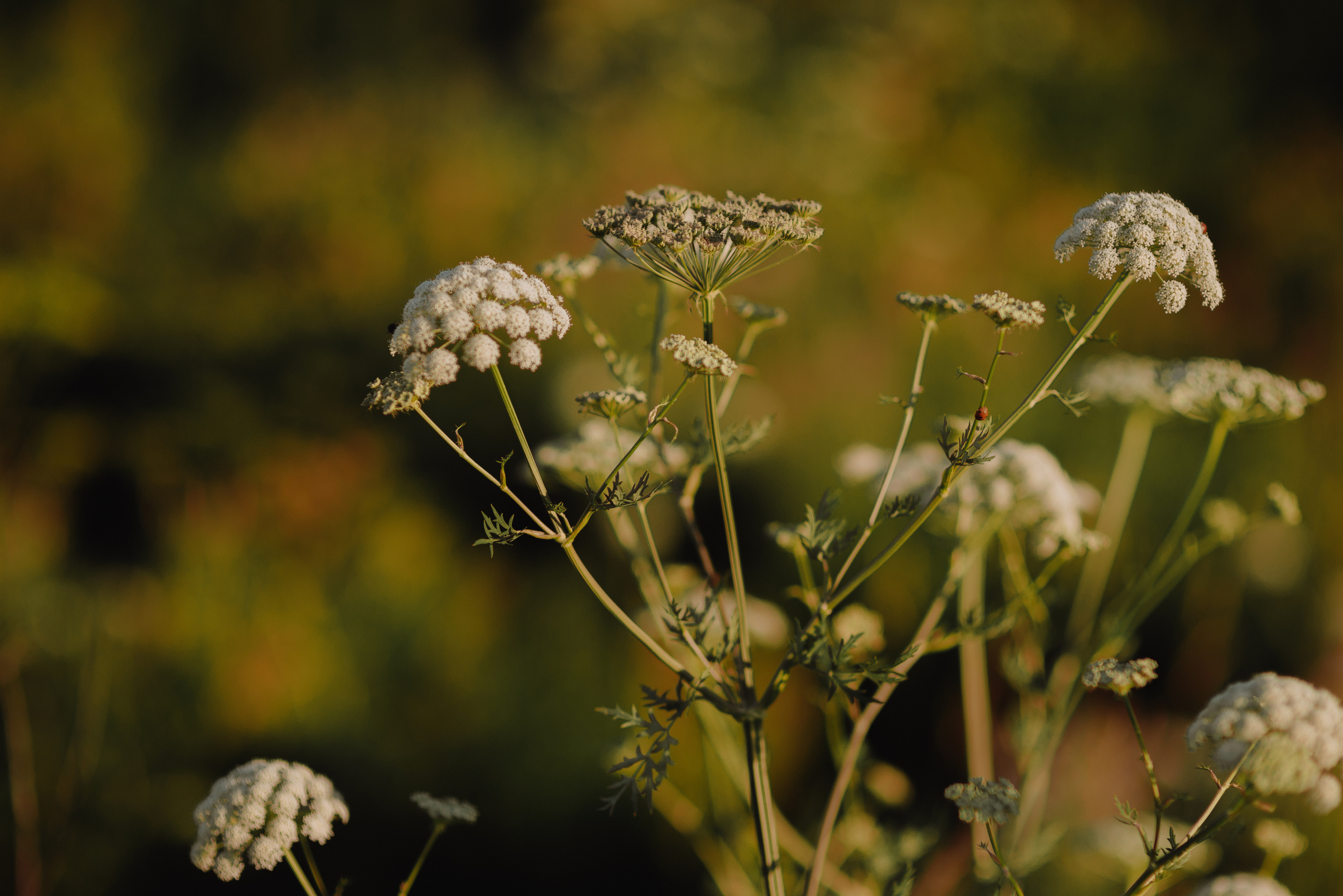 Катерина. Свадебный фотограф Анастасия Сюзанова
