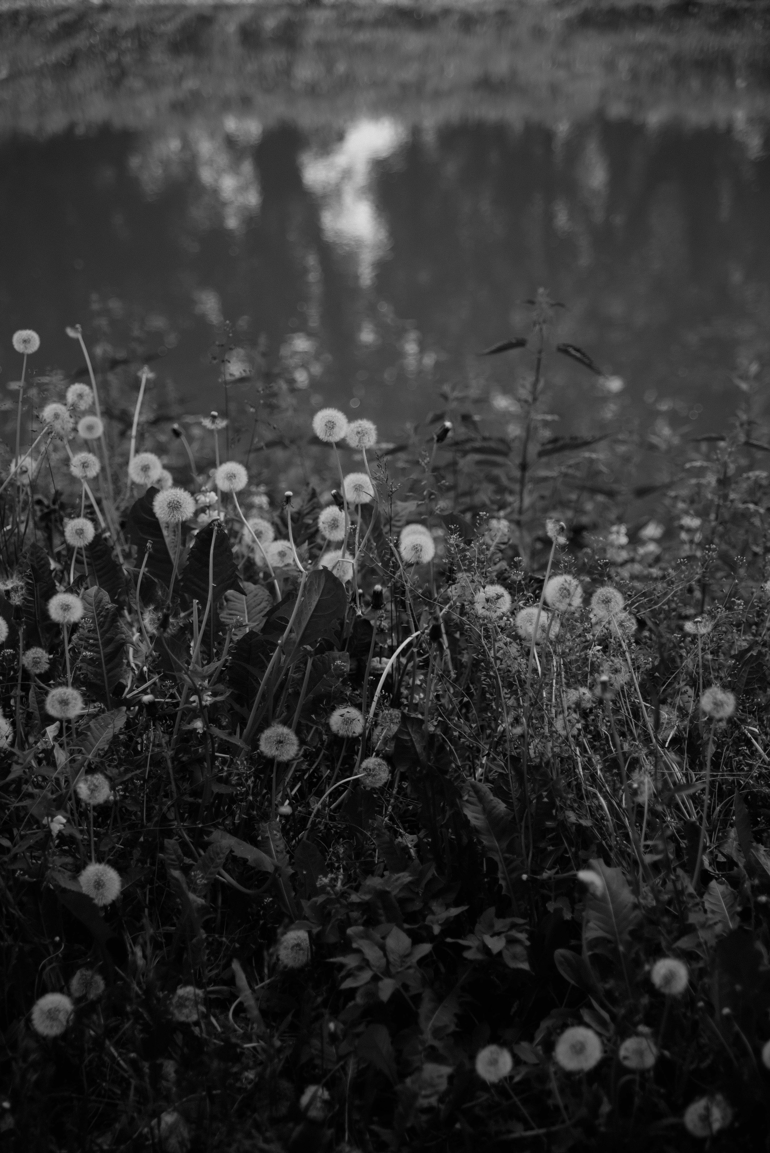 Алексей и Надежда. Свадебный фотограф Анастасия Сюзанова