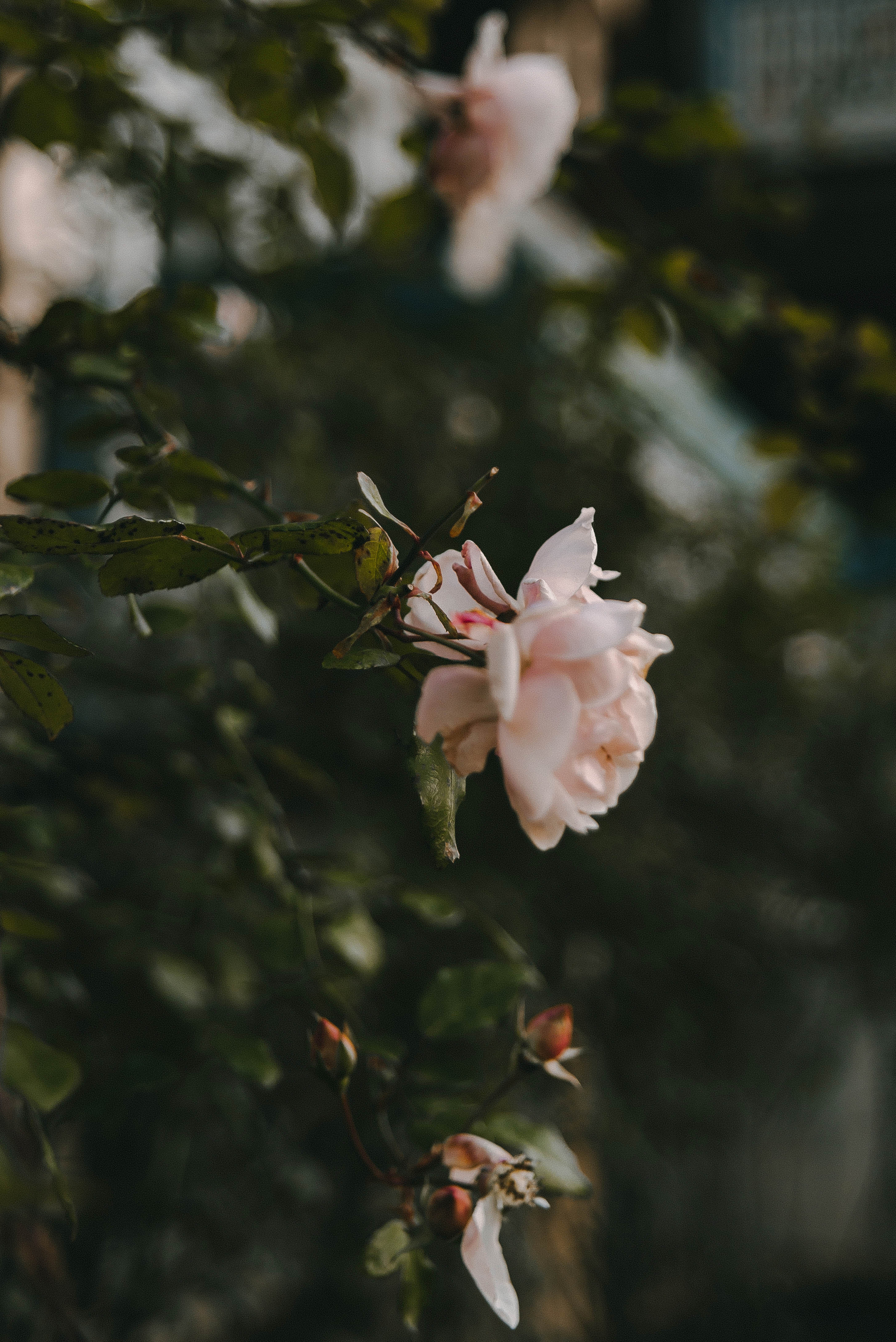 Максим и Виктория. Свадебный фотограф Анастасия Сюзанова