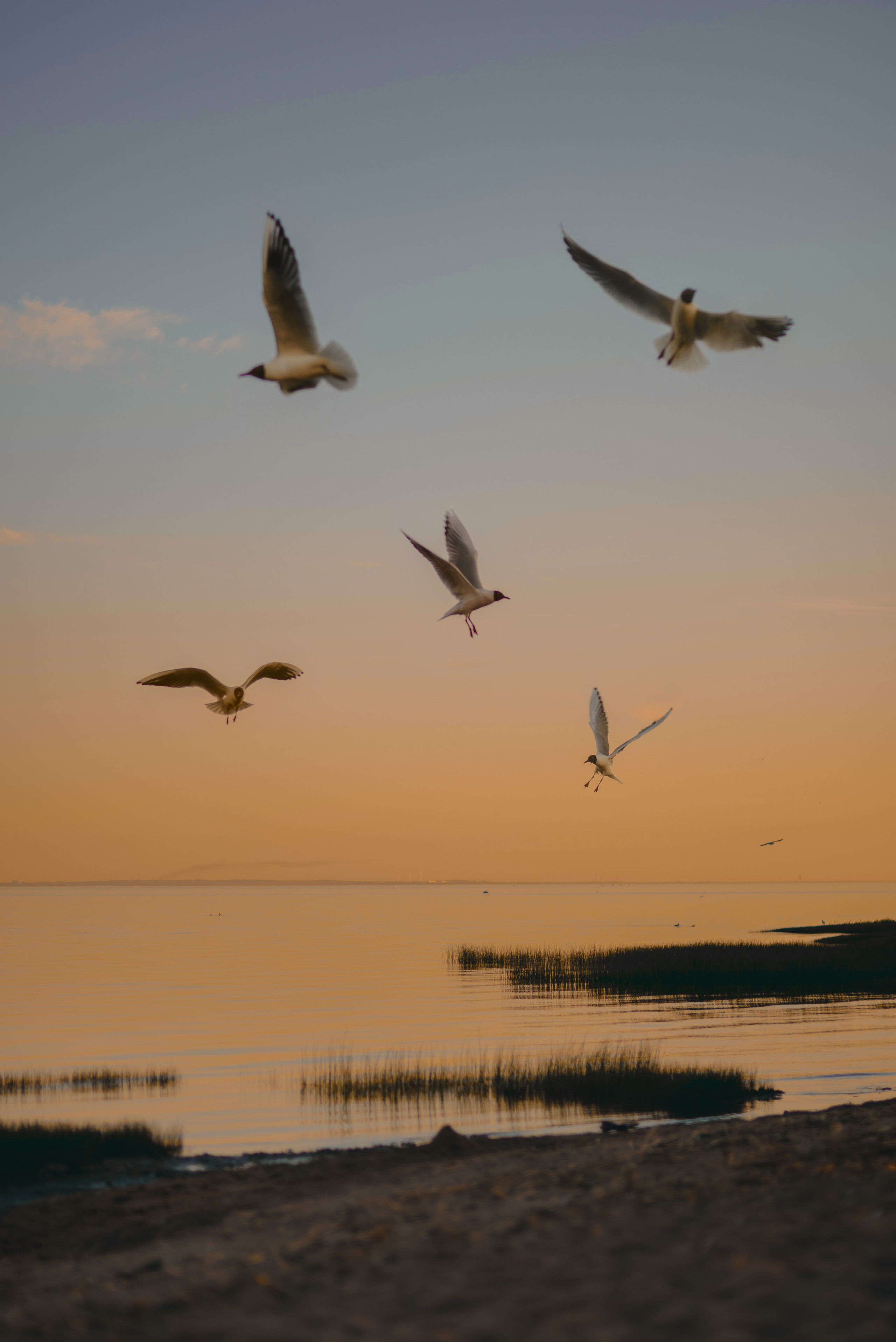 Кира. Свадебный фотограф Анастасия Сюзанова