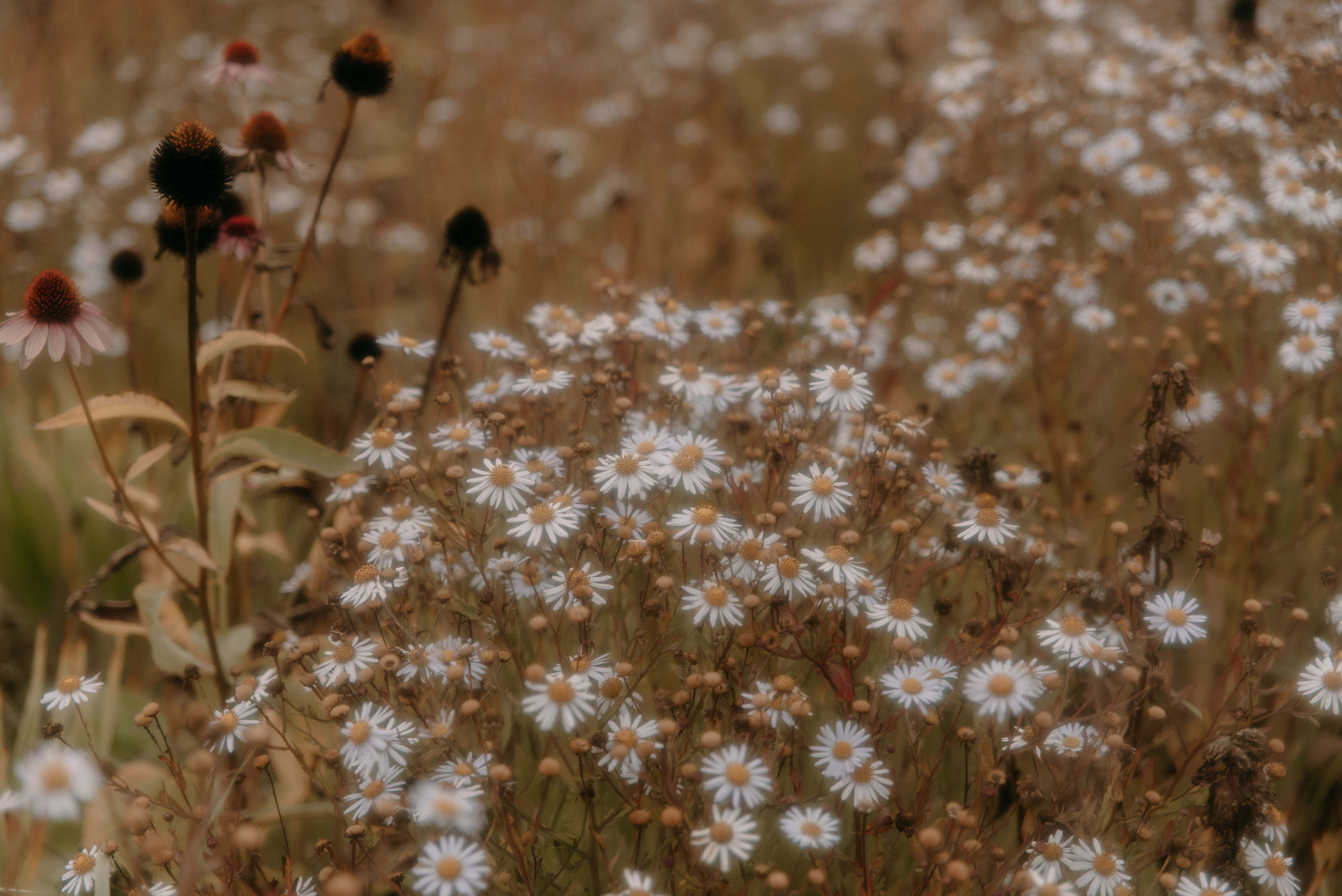 Егор и Вероника. Свадебный фотограф Анастасия Сюзанова