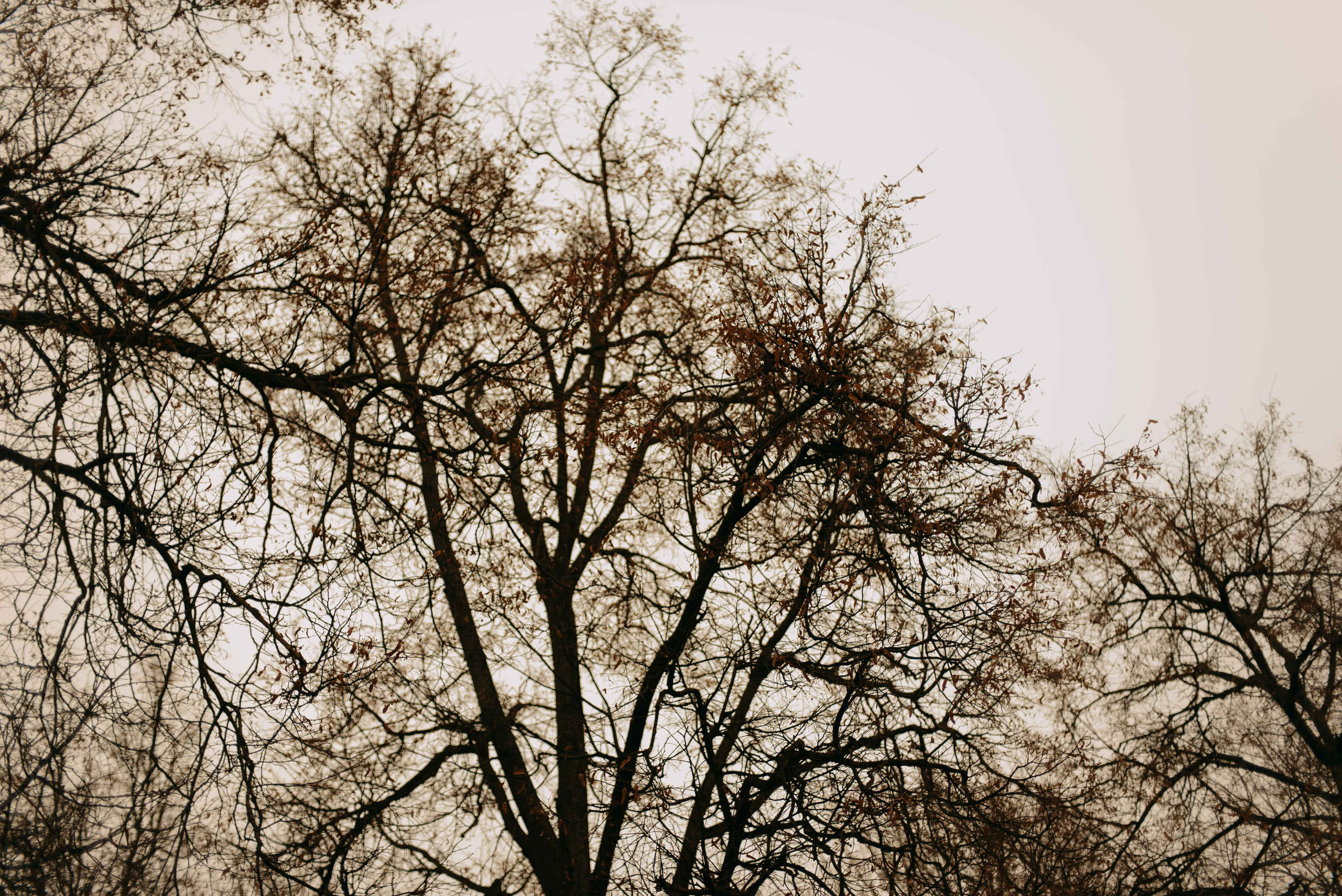 Ярослав и Елизавета. Свадебный фотограф Анастасия Сюзанова