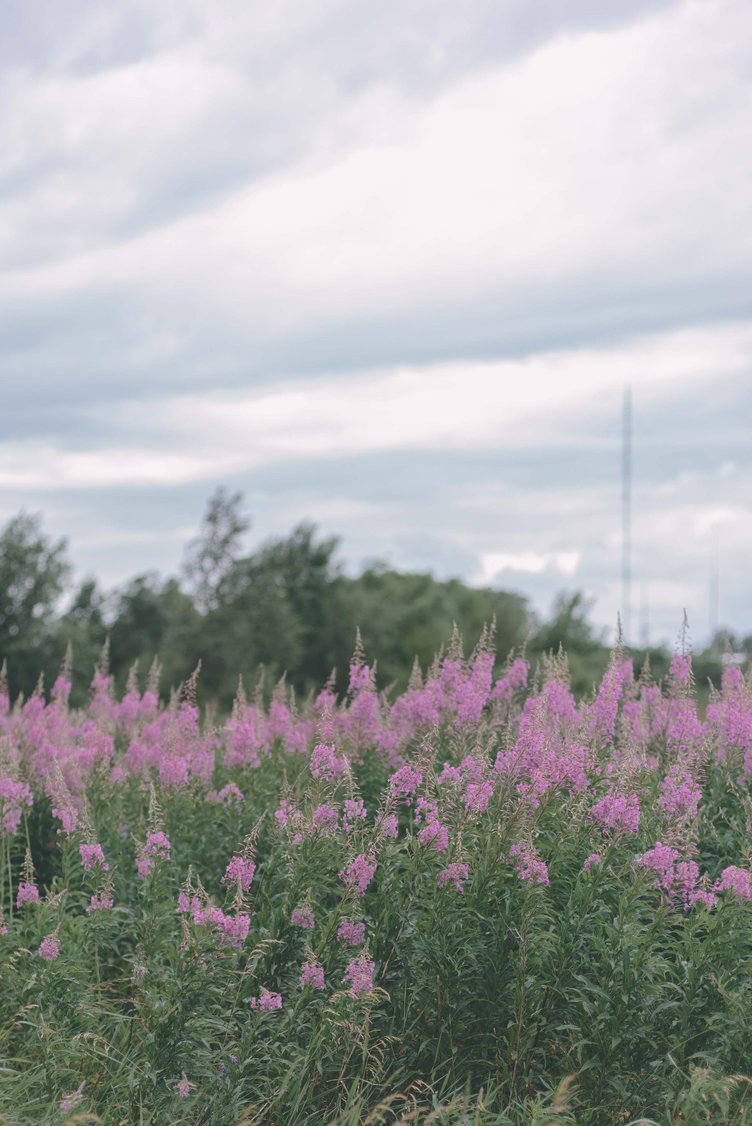 Полина. Свадебный фотограф Анастасия Сюзанова