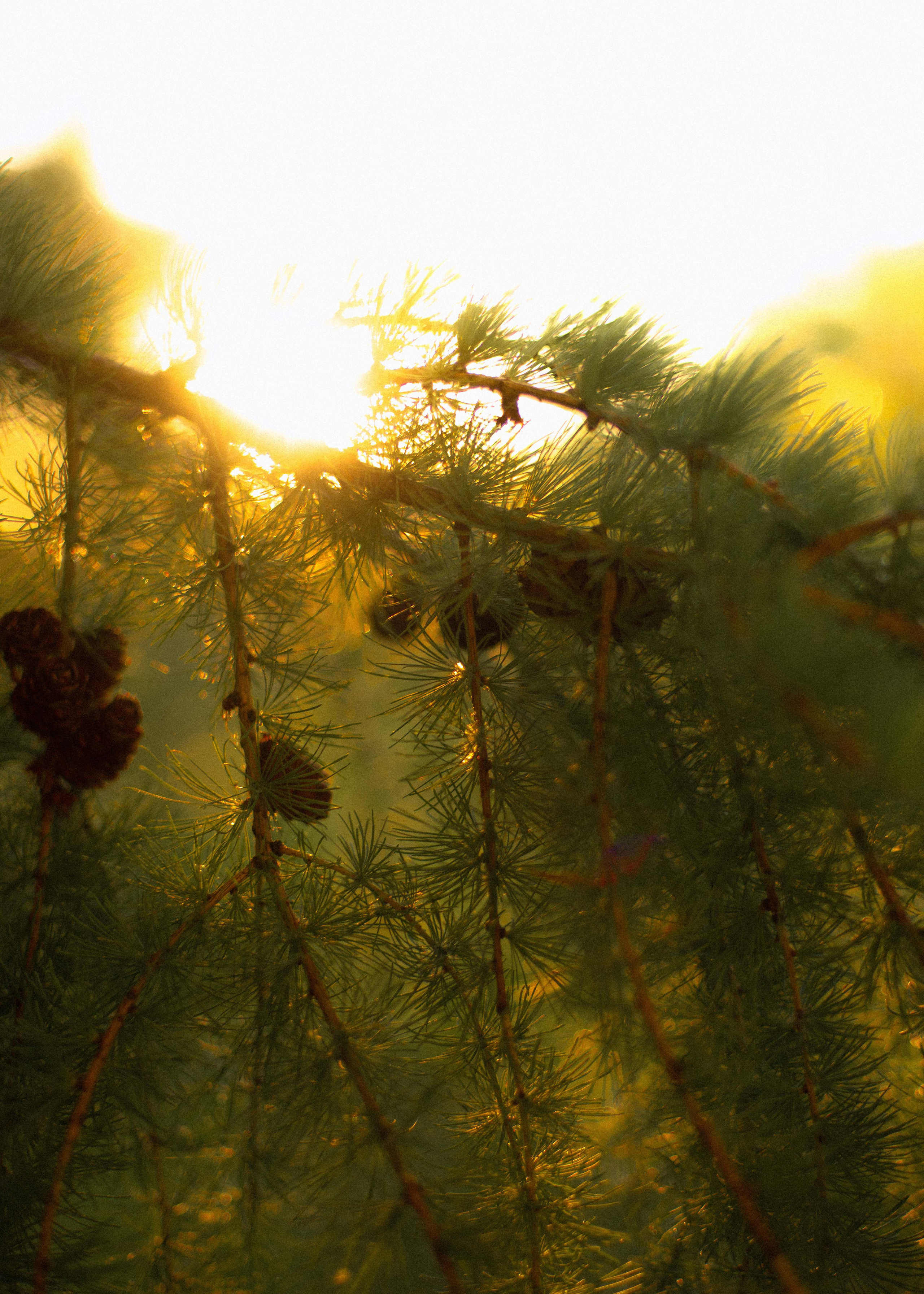 Вероника. Свадебный фотограф Анастасия Сюзанова