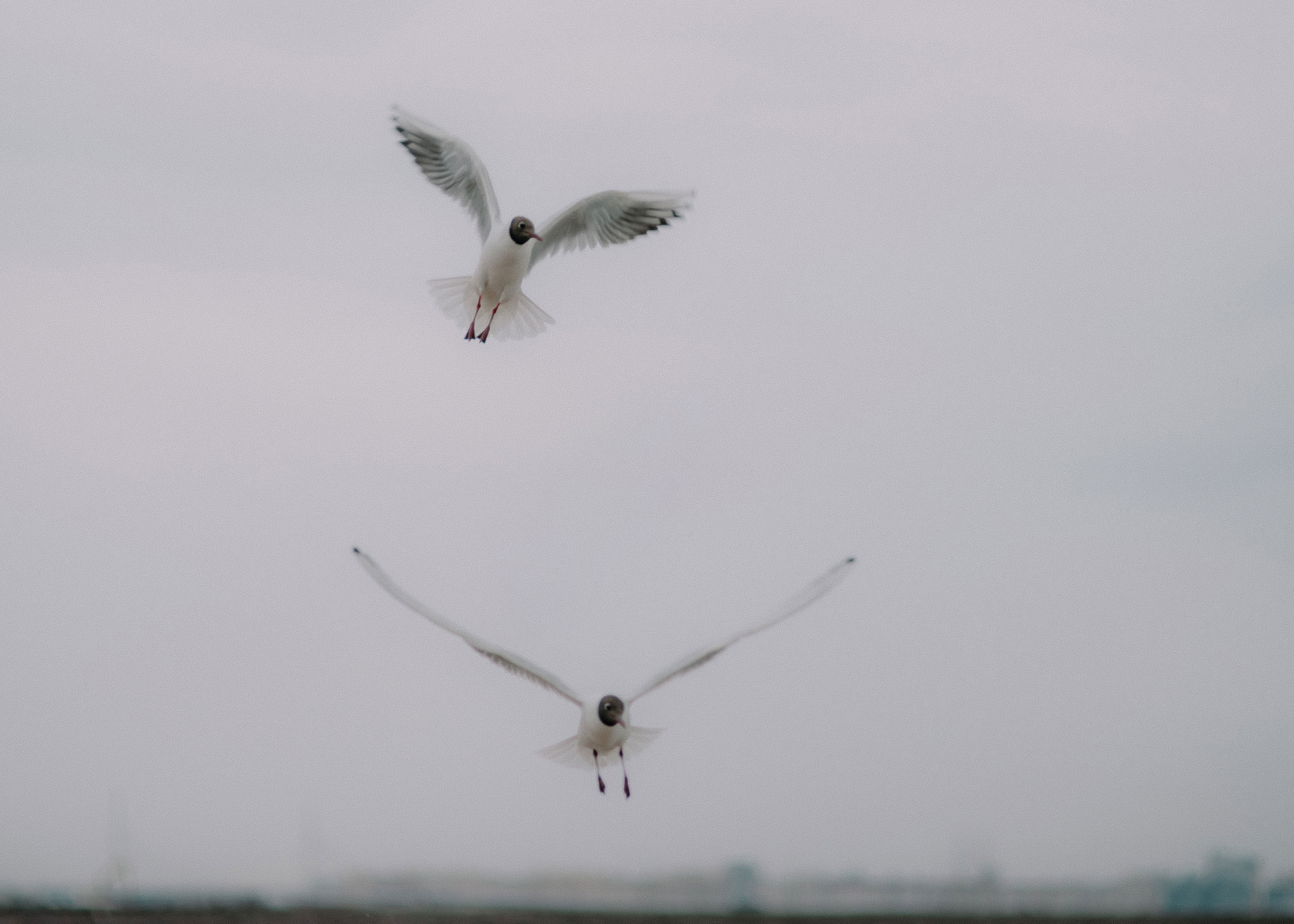 Дарья. Свадебный фотограф Анастасия Сюзанова