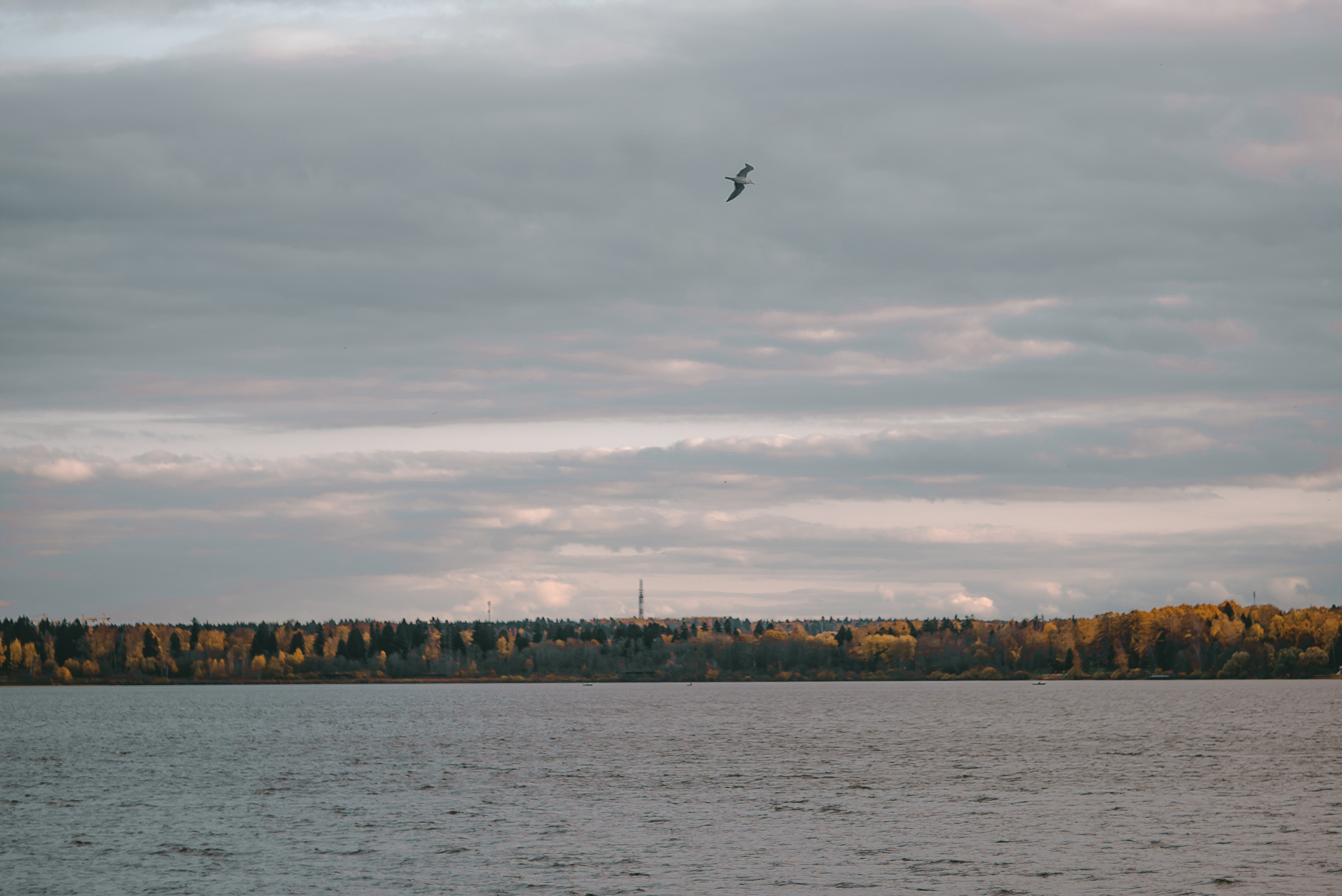 Максим и Виктория. Свадебный фотограф Анастасия Сюзанова