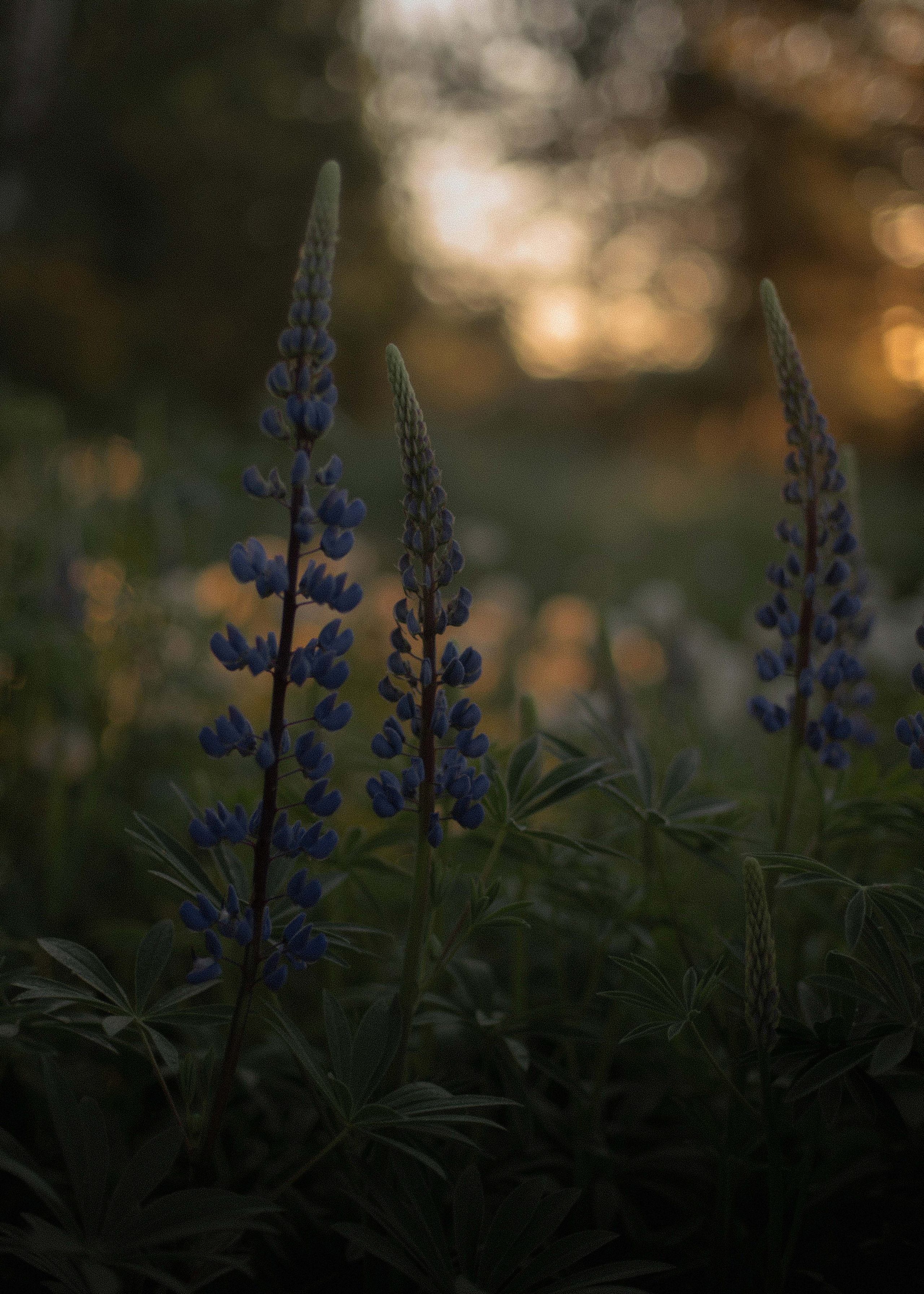 Вероника. Свадебный фотограф Анастасия Сюзанова