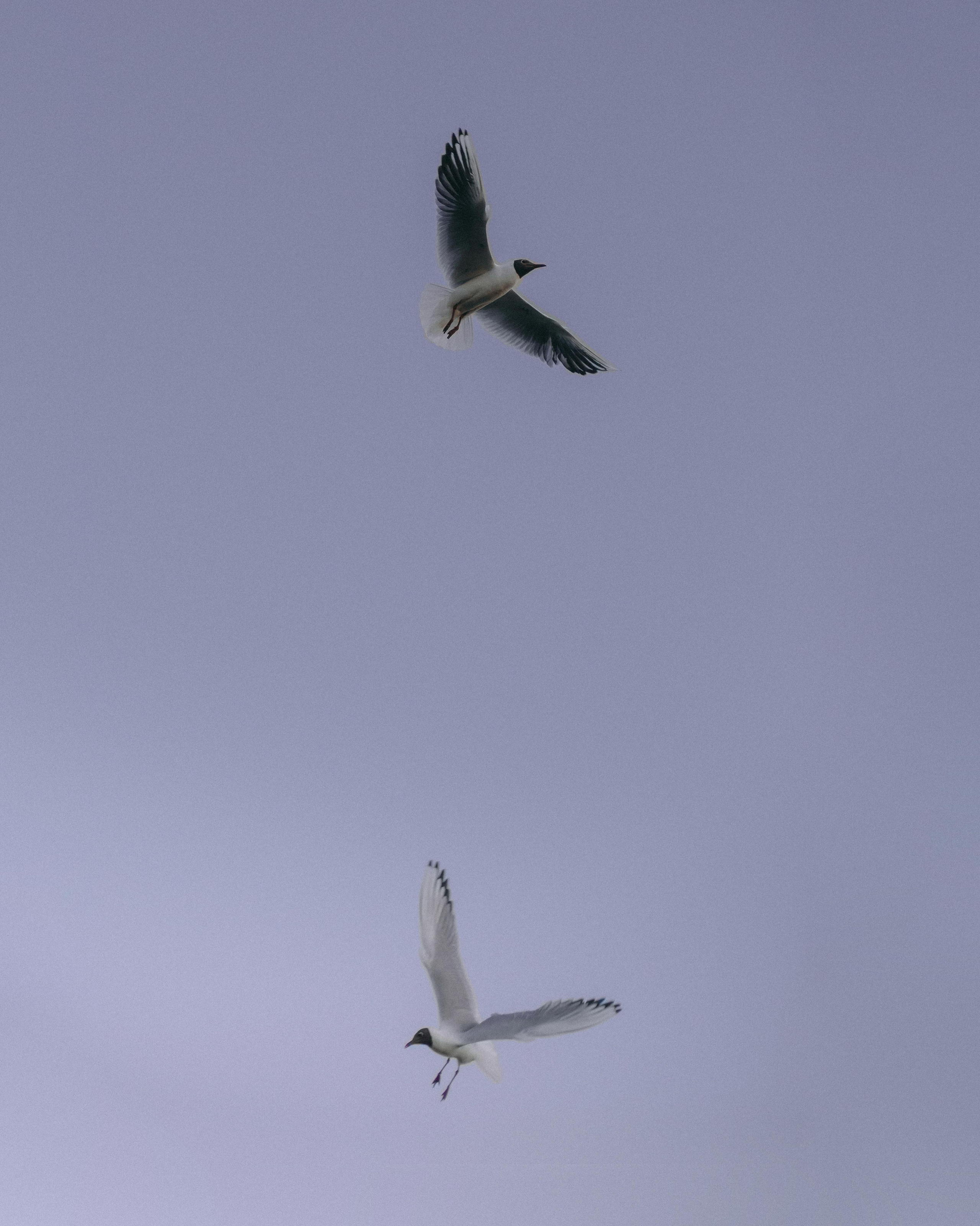 Кира. Свадебный фотограф Анастасия Сюзанова