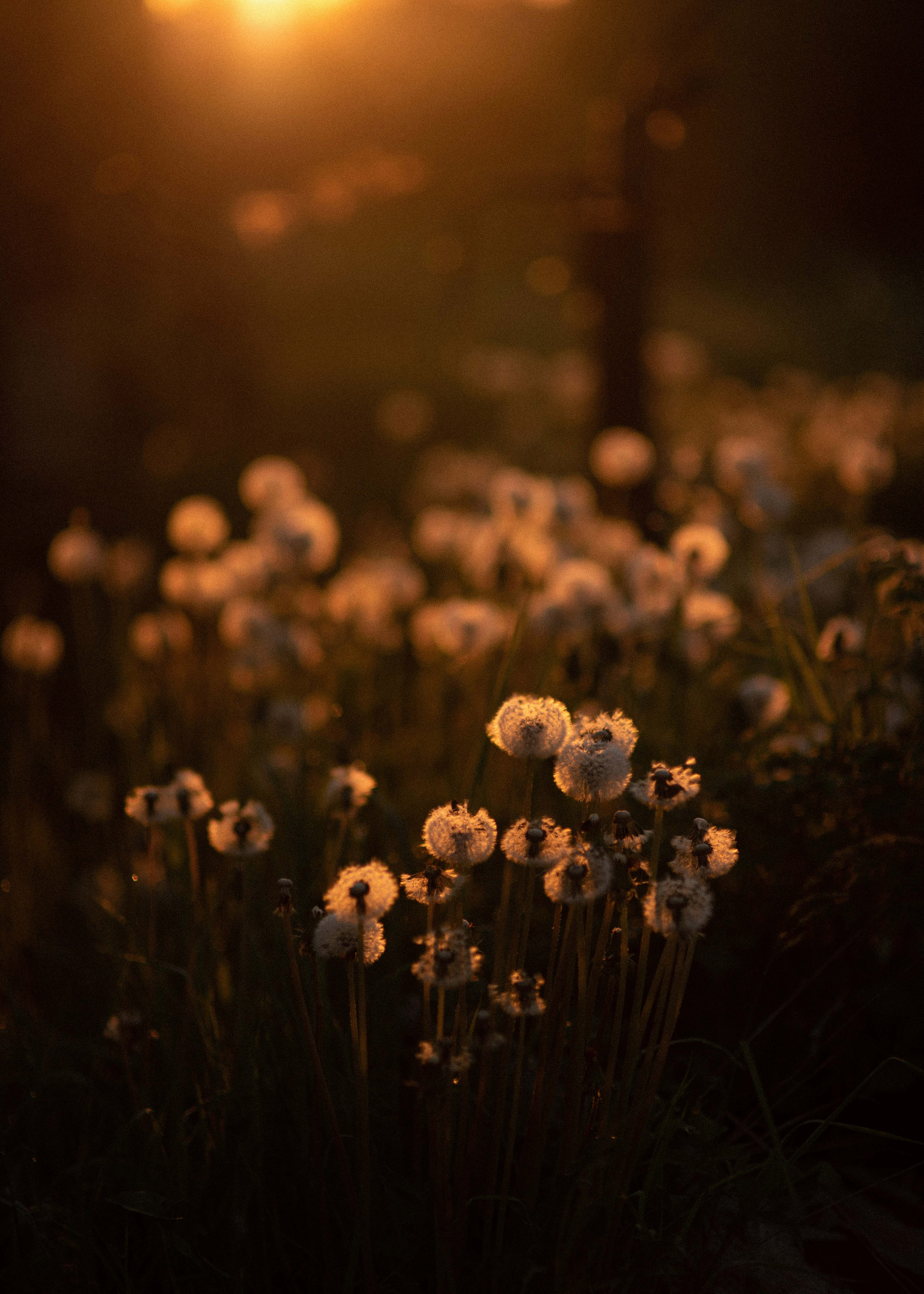 Вероника. Свадебный фотограф Анастасия Сюзанова