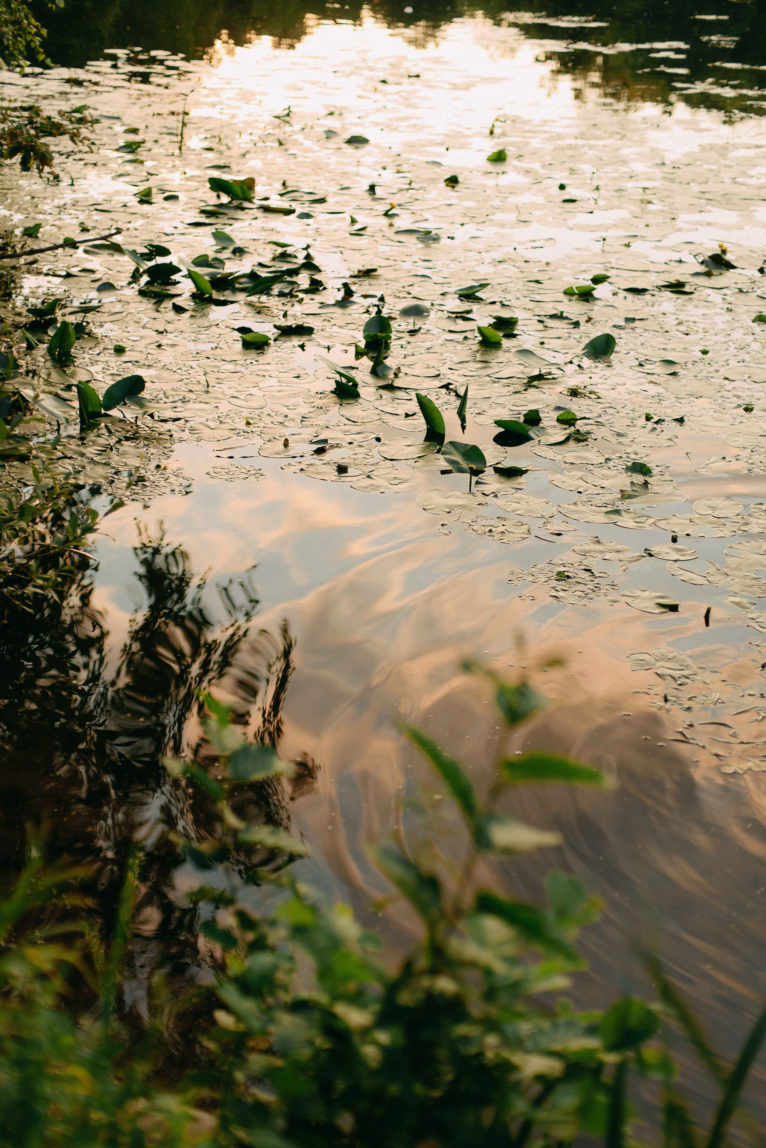 Стася. Свадебный фотограф Анастасия Сюзанова