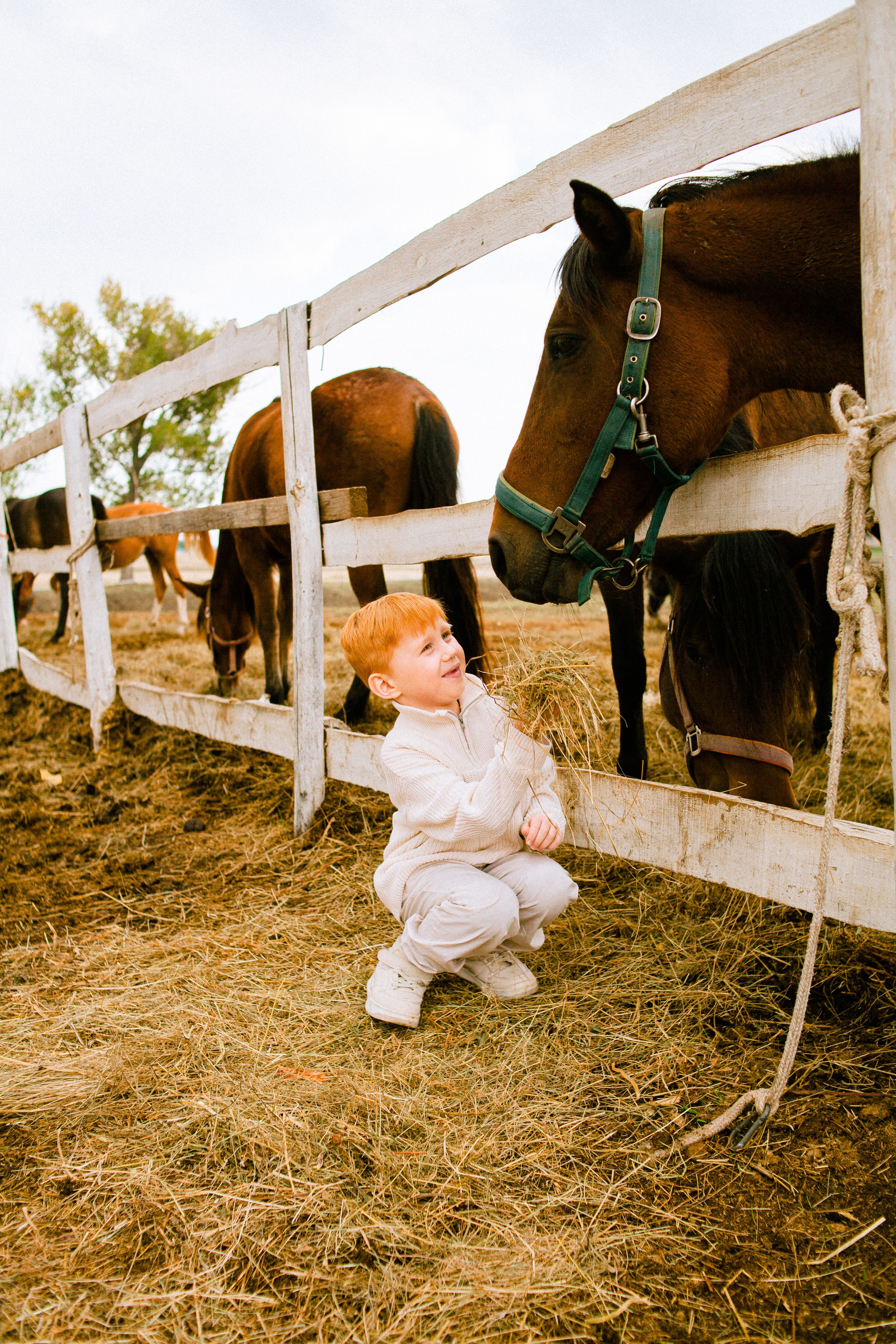 Рыжики. Photographer in Serbia Azaliia Fomina