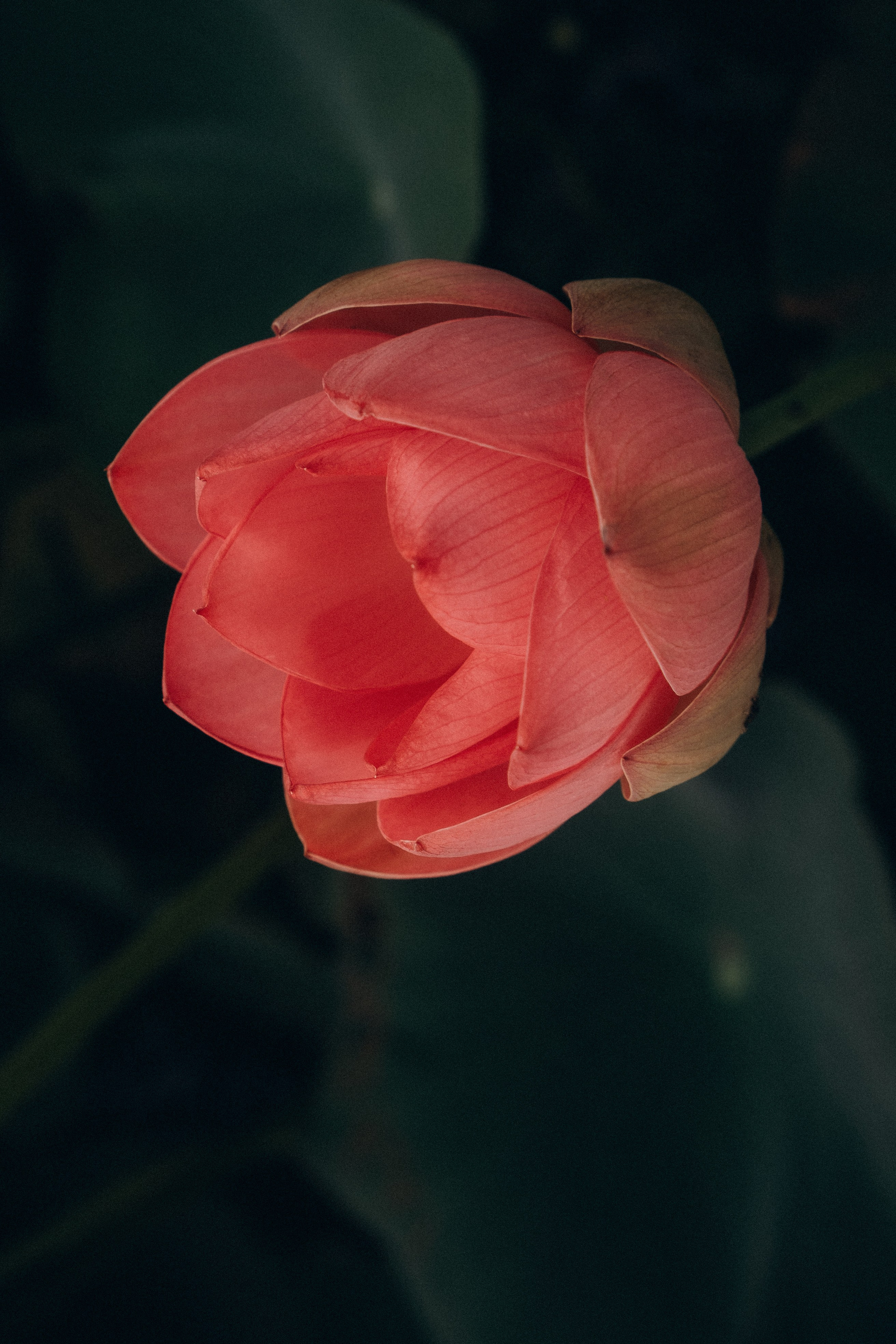 ЛОТОСОВАЯ ПОЛЯНА. Профессиональный фотограф, Санкт-Петербург — Виктория Богомолова